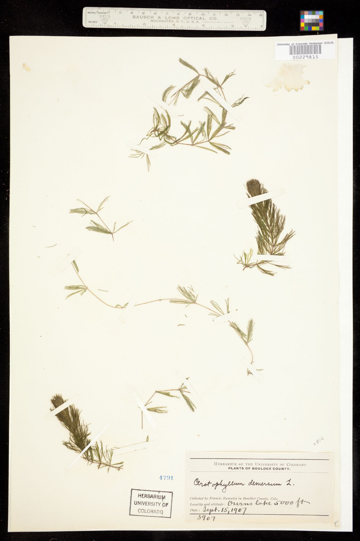 Ceratophyllum demersum image