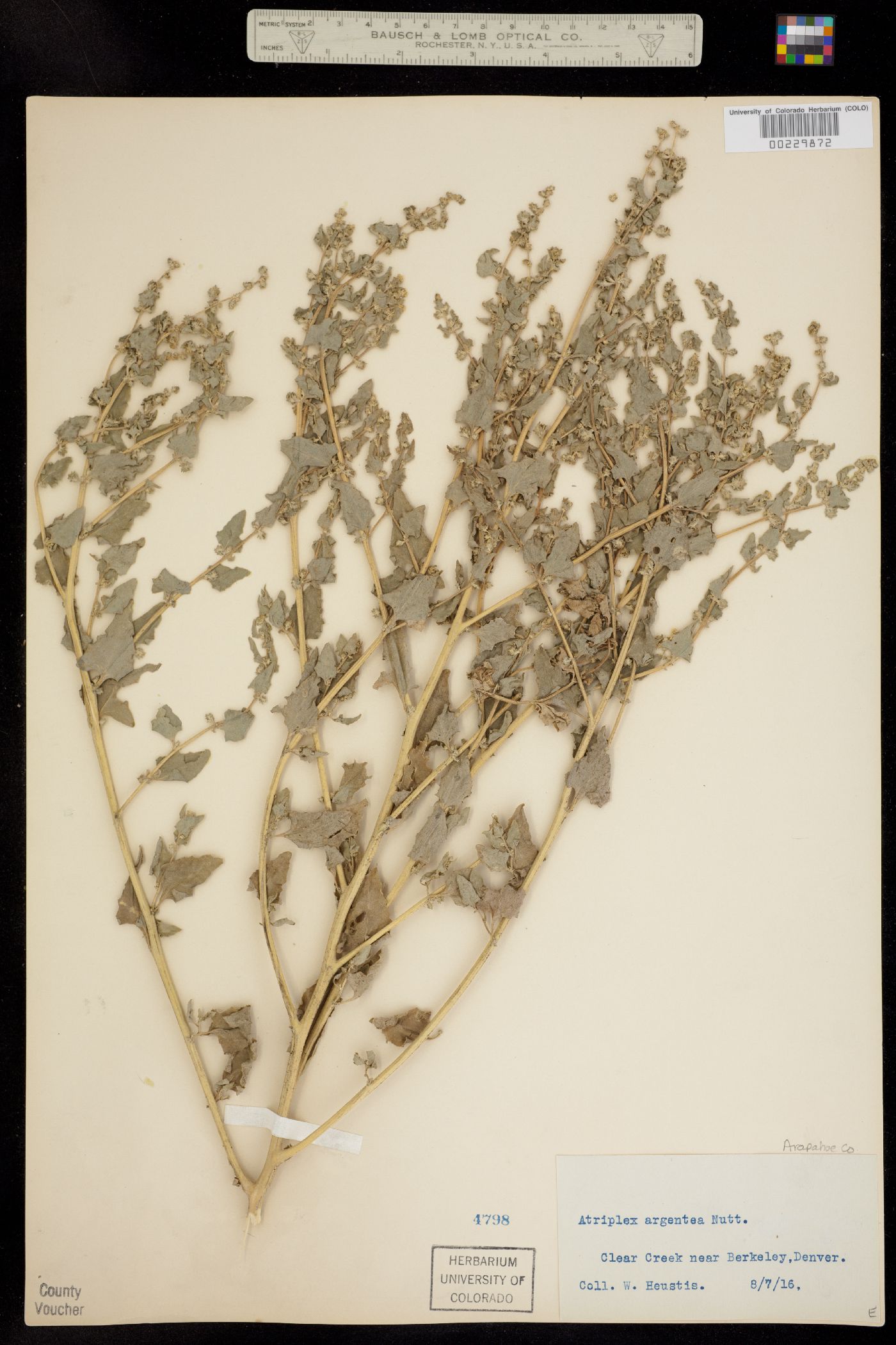 Atriplex argentea image