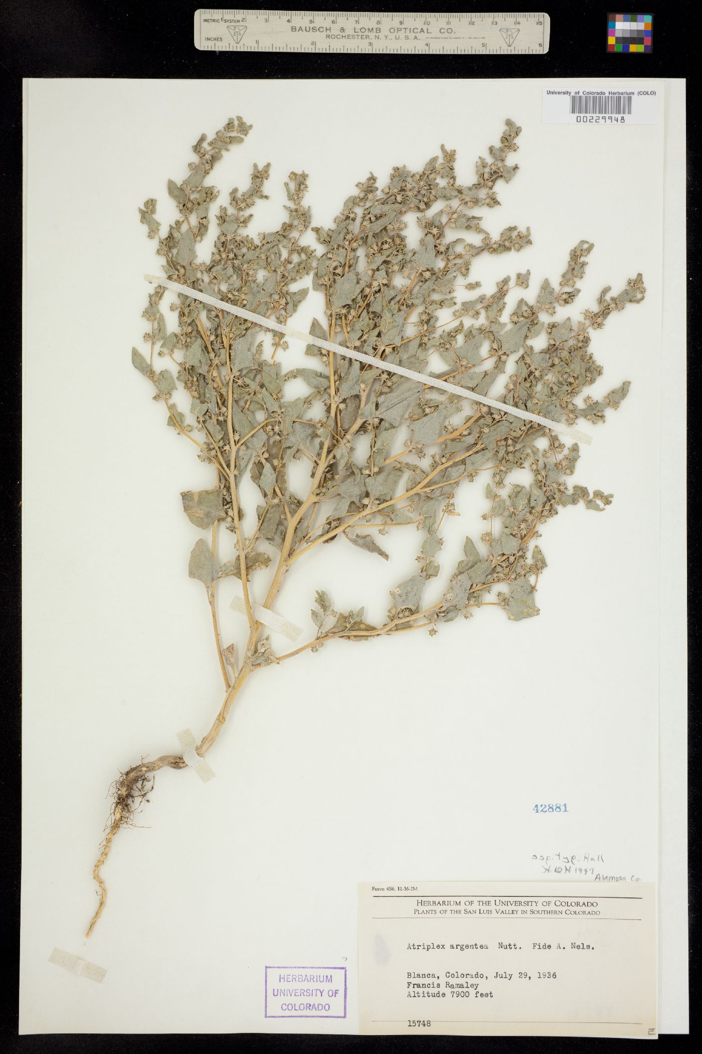 Atriplex argentea image