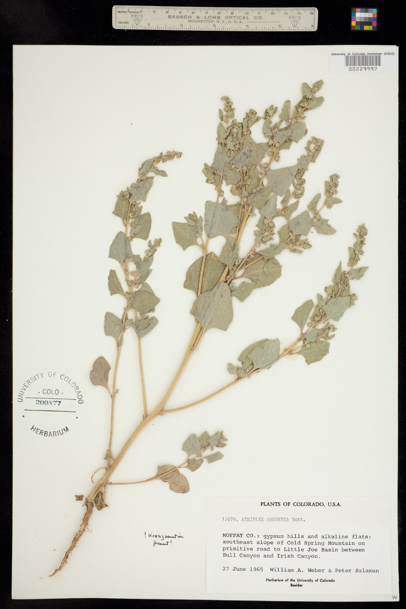 Atriplex argentea image