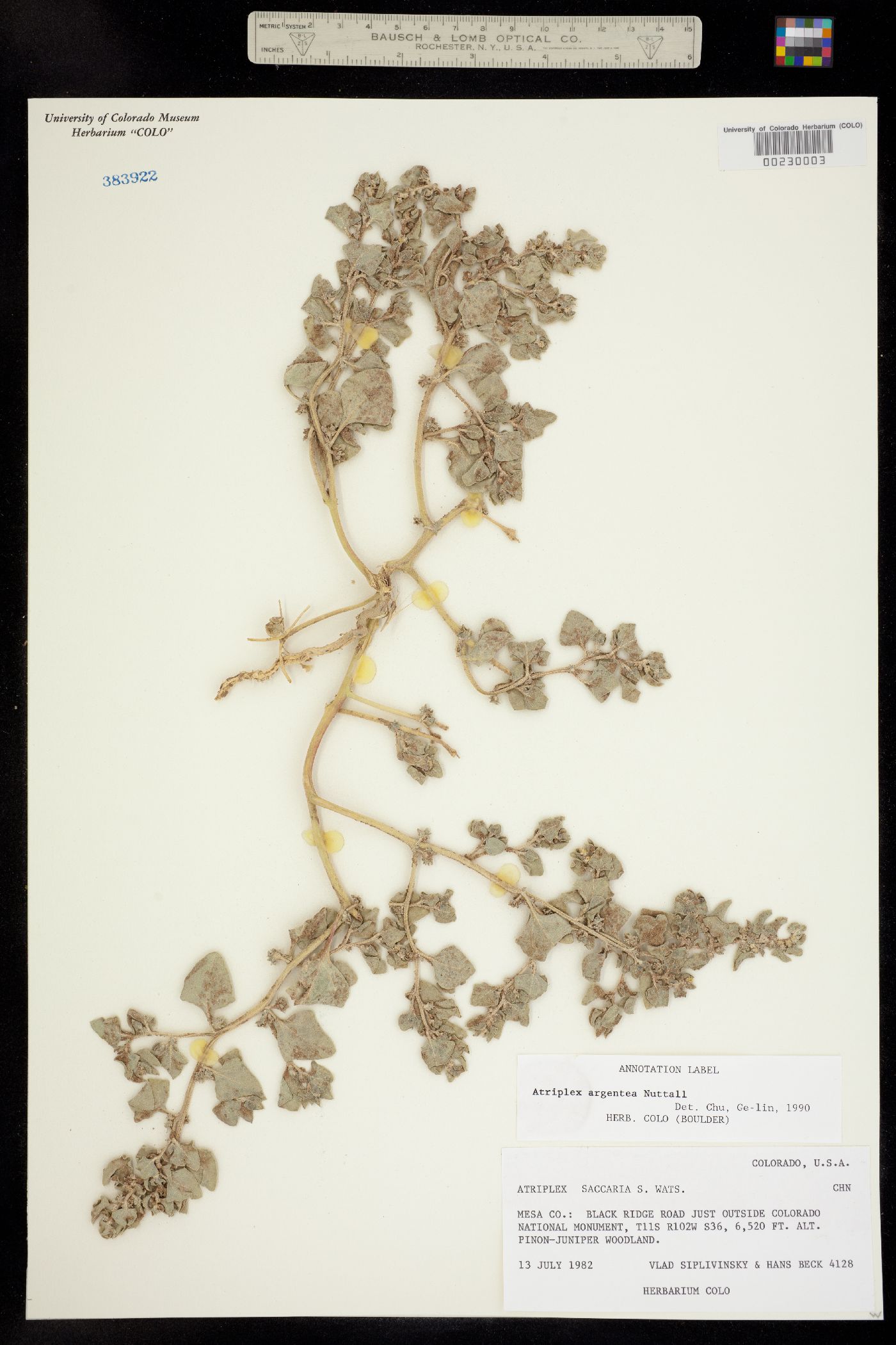 Atriplex argentea image