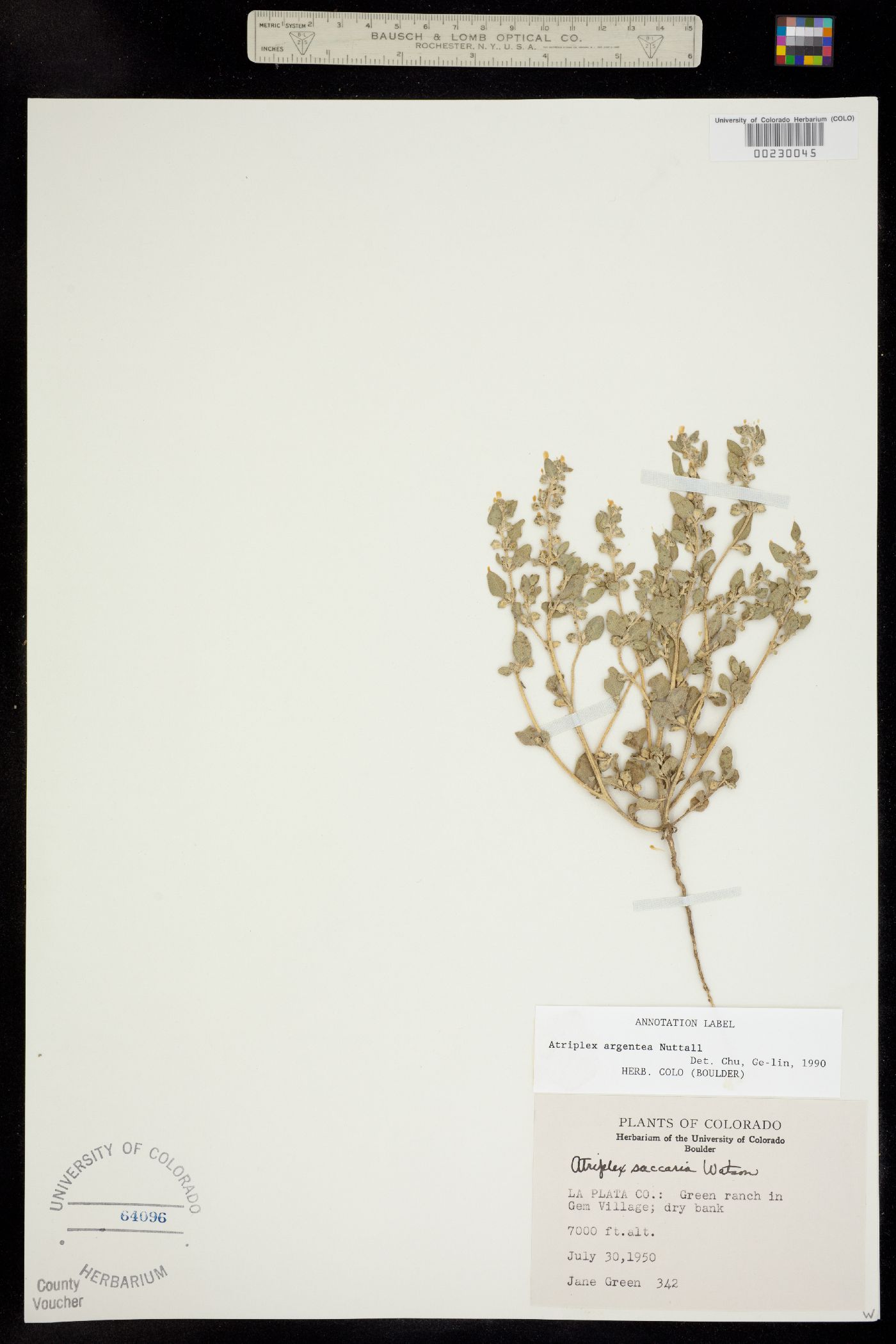 Atriplex argentea image