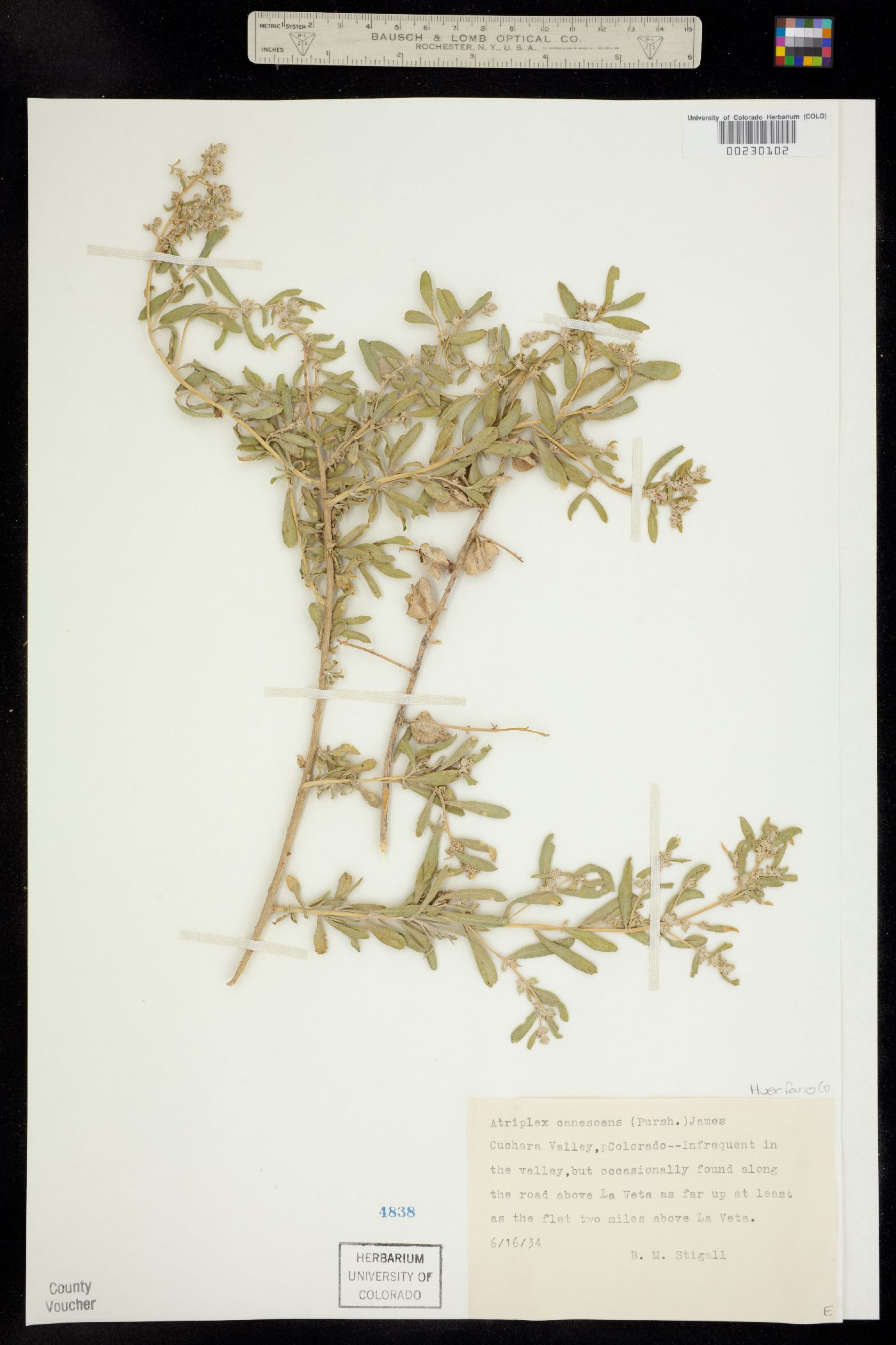 Atriplex canescens image