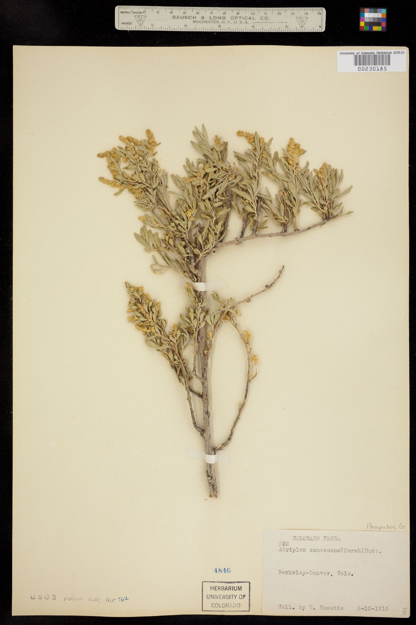 Chenopodiaceae image