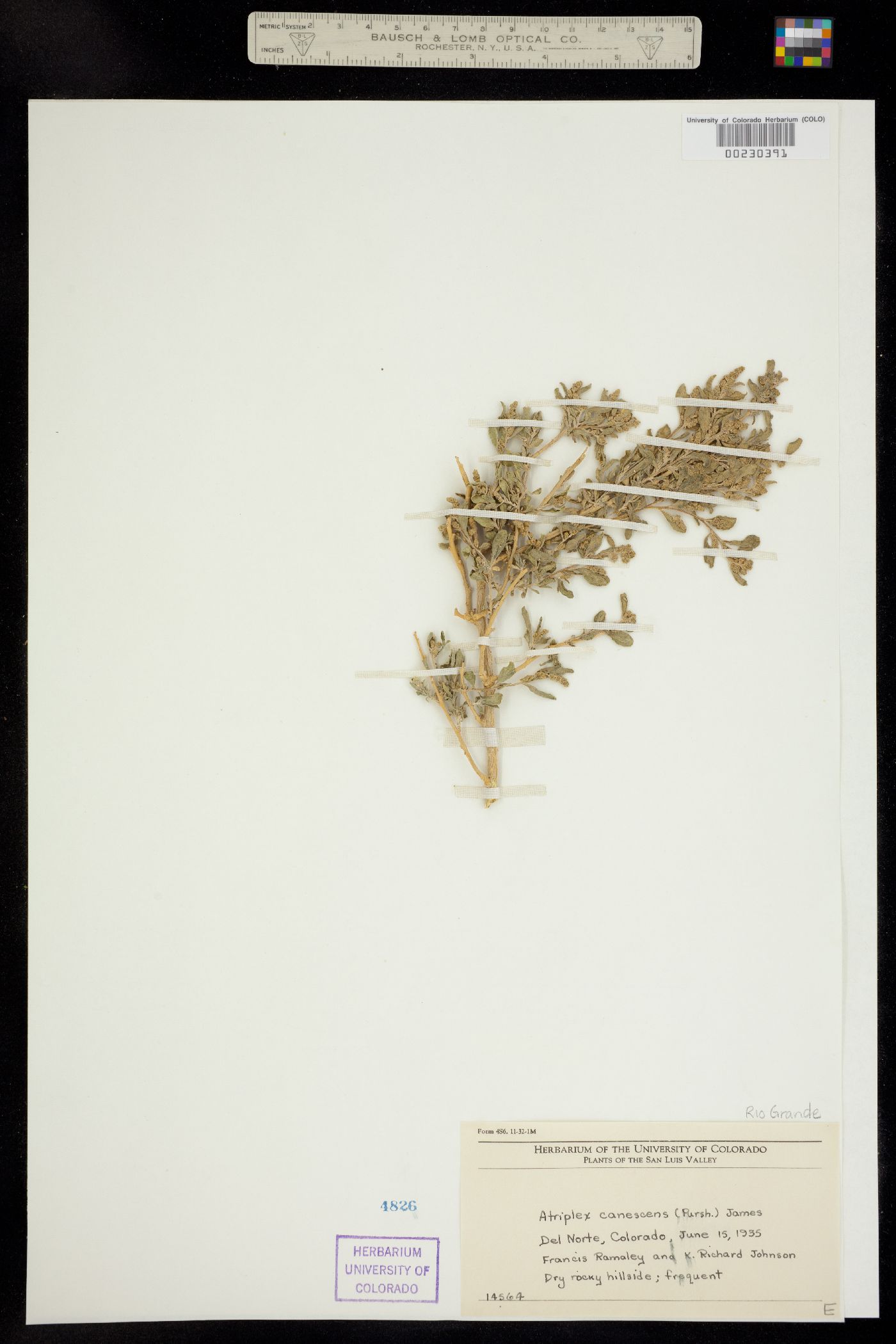 Atriplex image