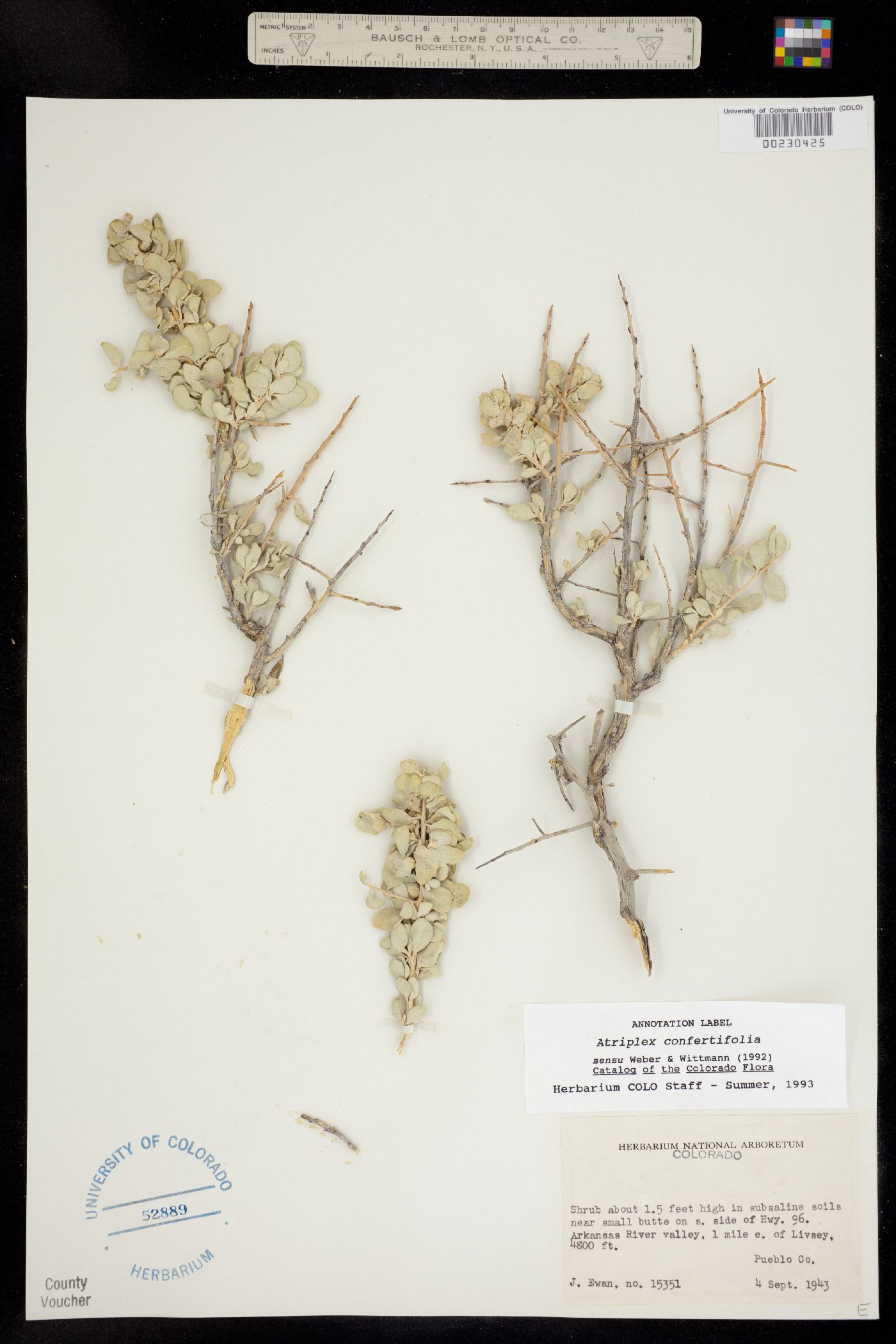 Atriplex confertifolia image