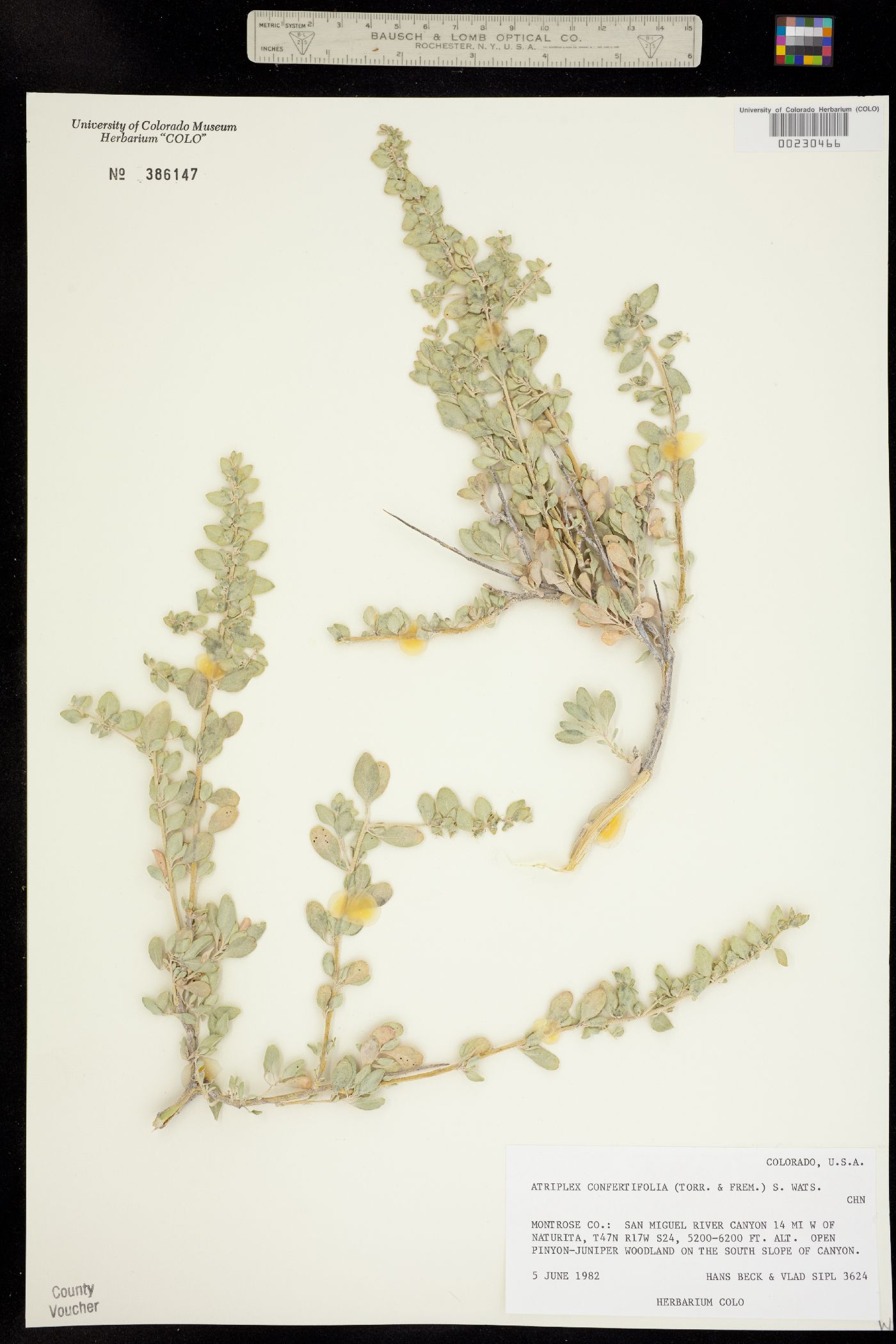 Atriplex confertifolia image