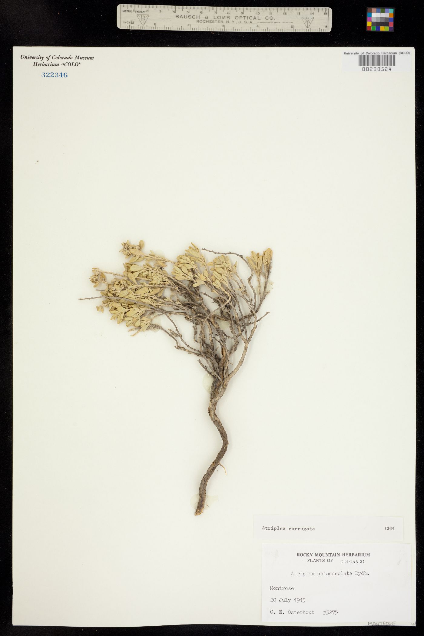 Atriplex corrugata image