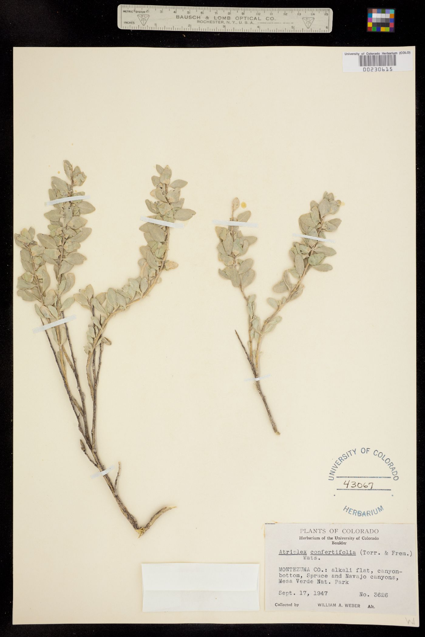 Atriplex confertifolia image