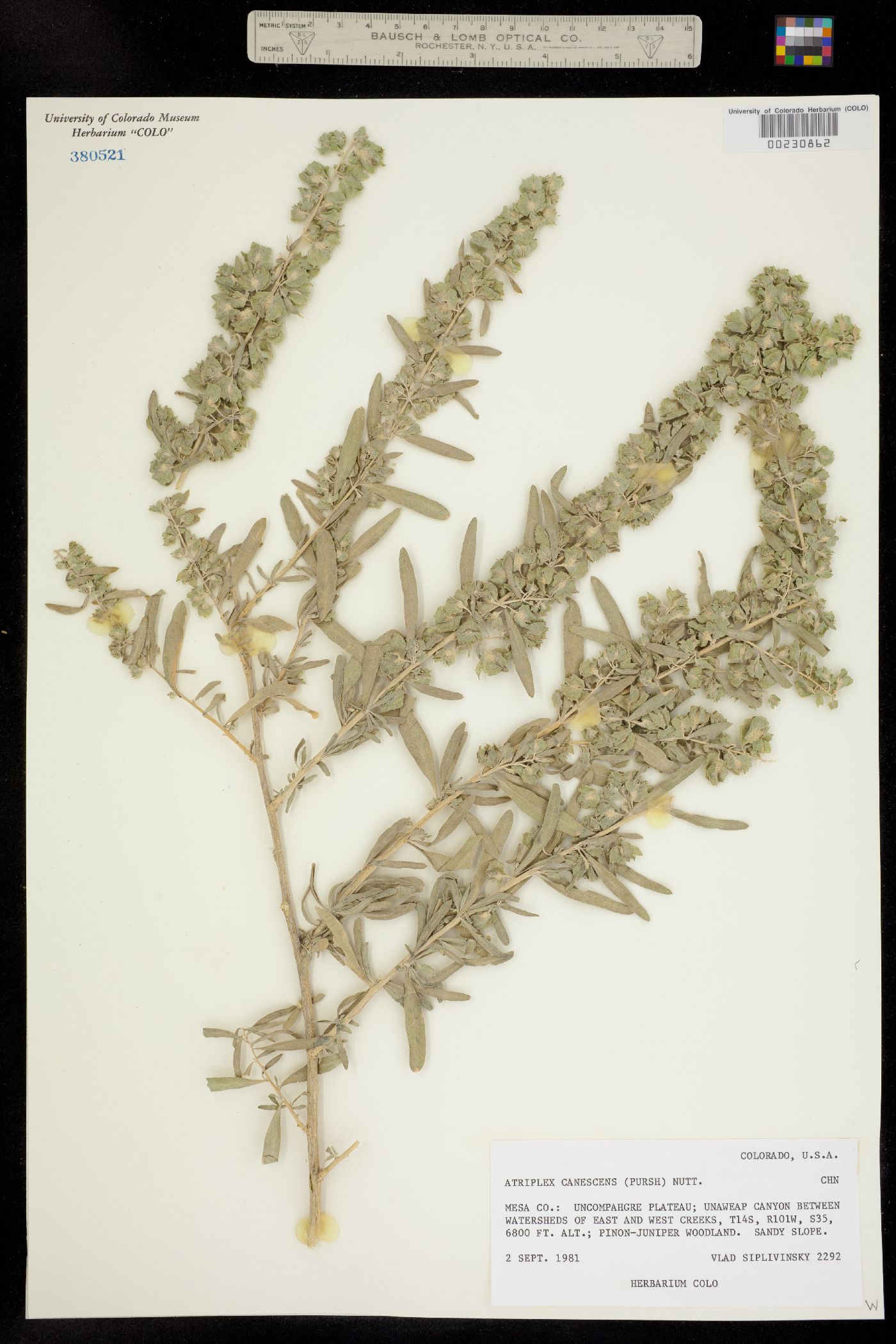 Atriplex canescens image