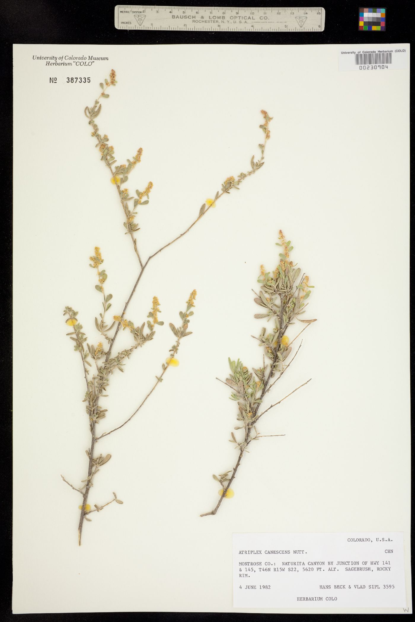 Atriplex image