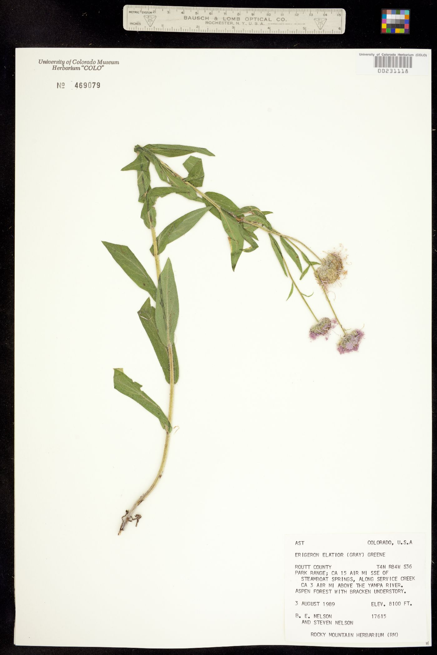 Erigeron elatior image