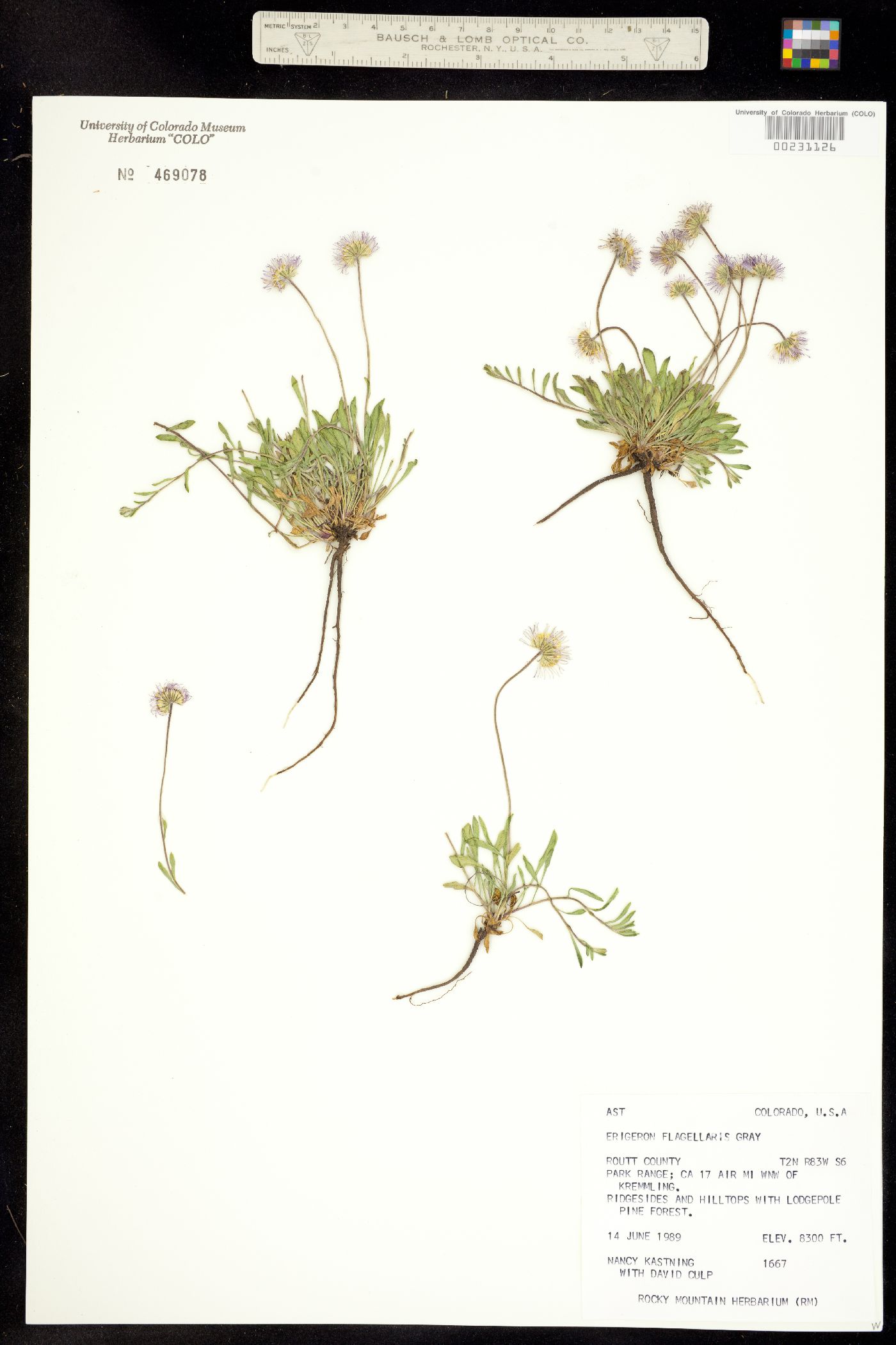 Erigeron flagellaris image