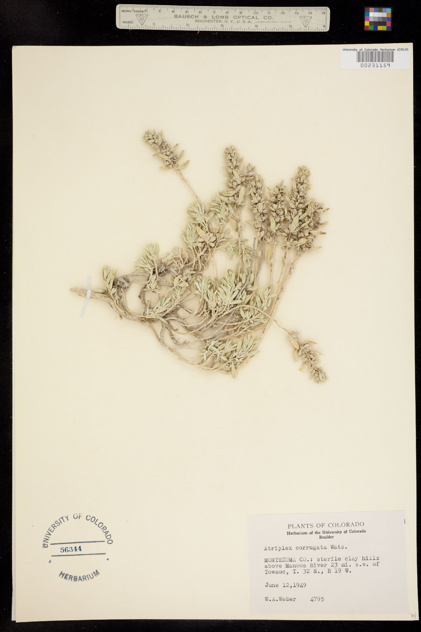 Atriplex corrugata image