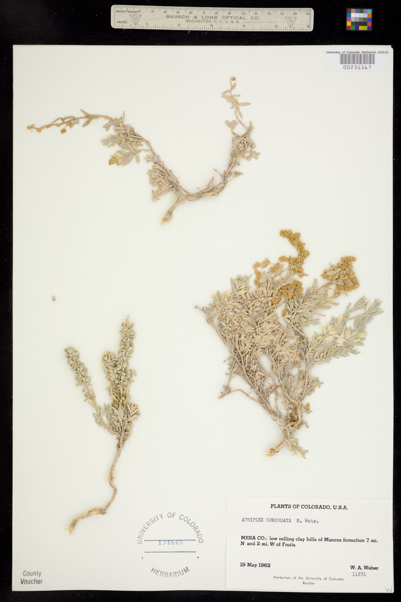 Atriplex corrugata image