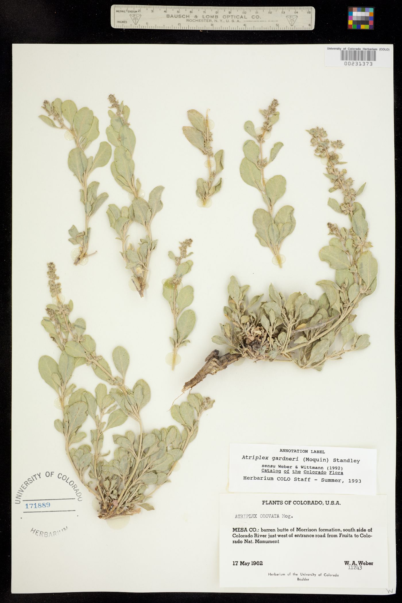 Atriplex image