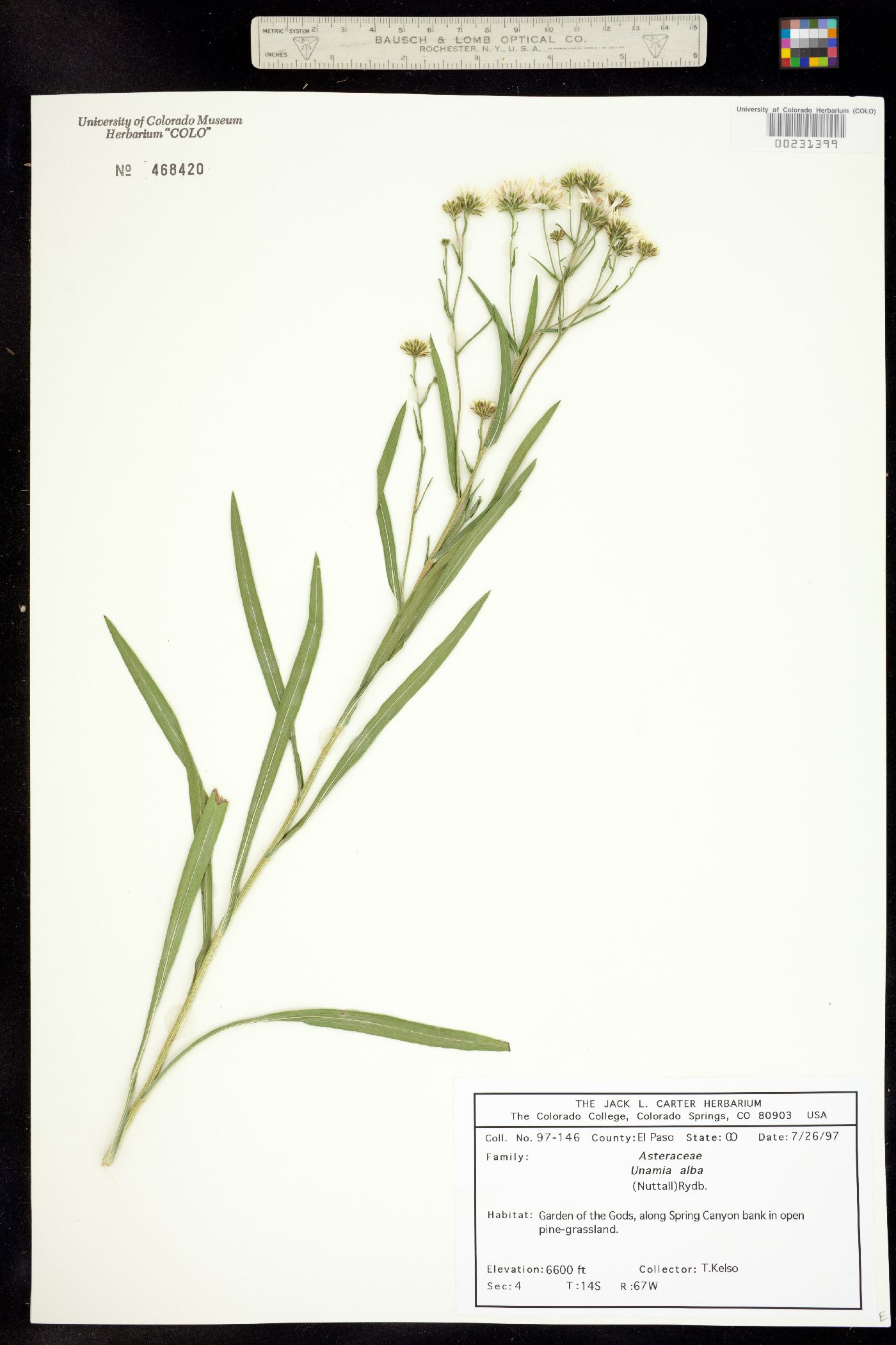 Solidago ptarmicoides image