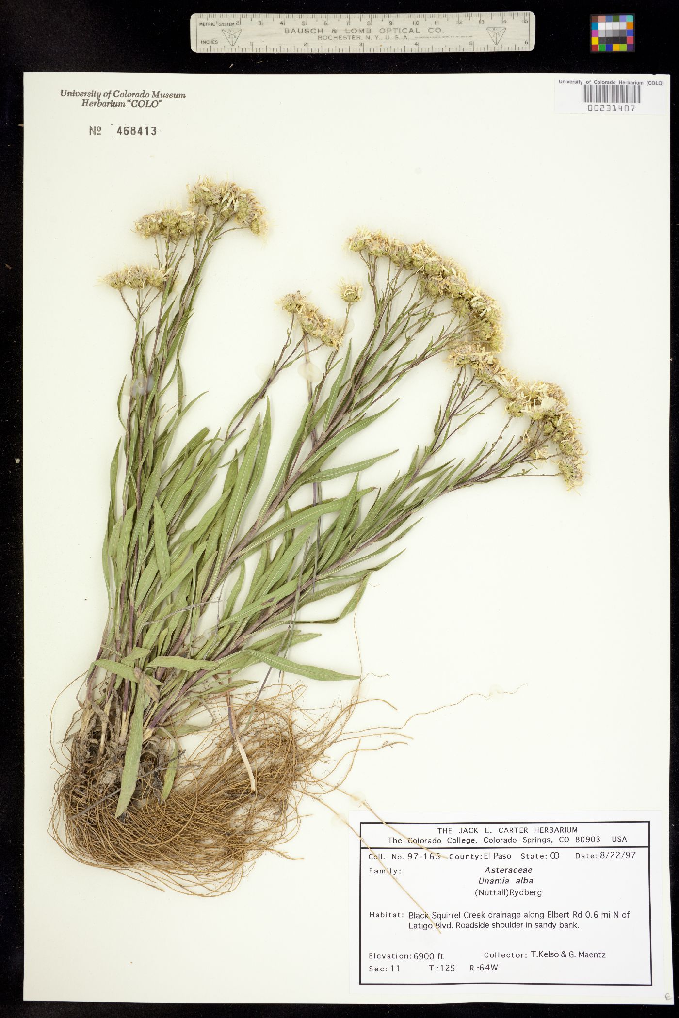 Solidago ptarmicoides image