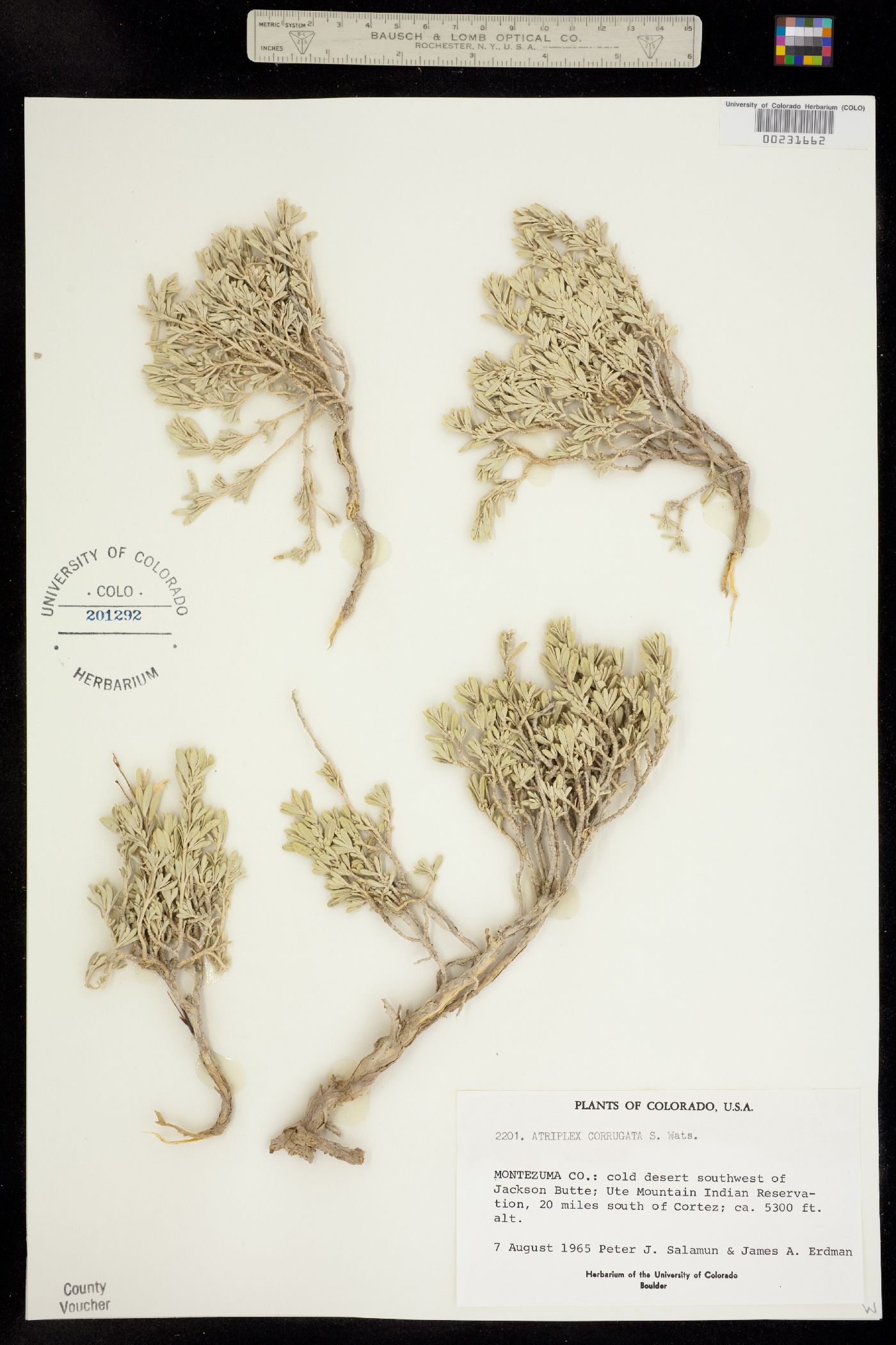 Atriplex corrugata image
