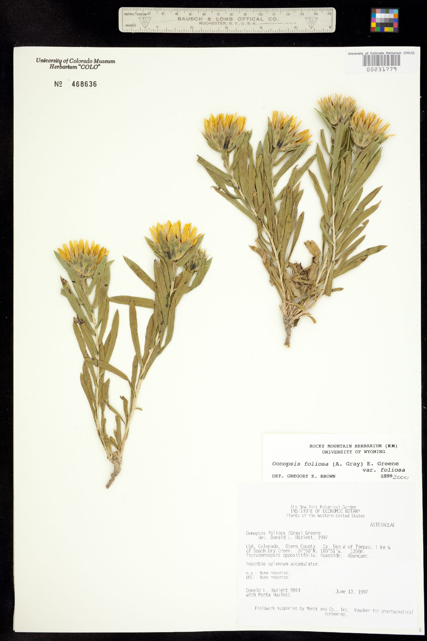 Oönopsis foliosa var. foliosa image