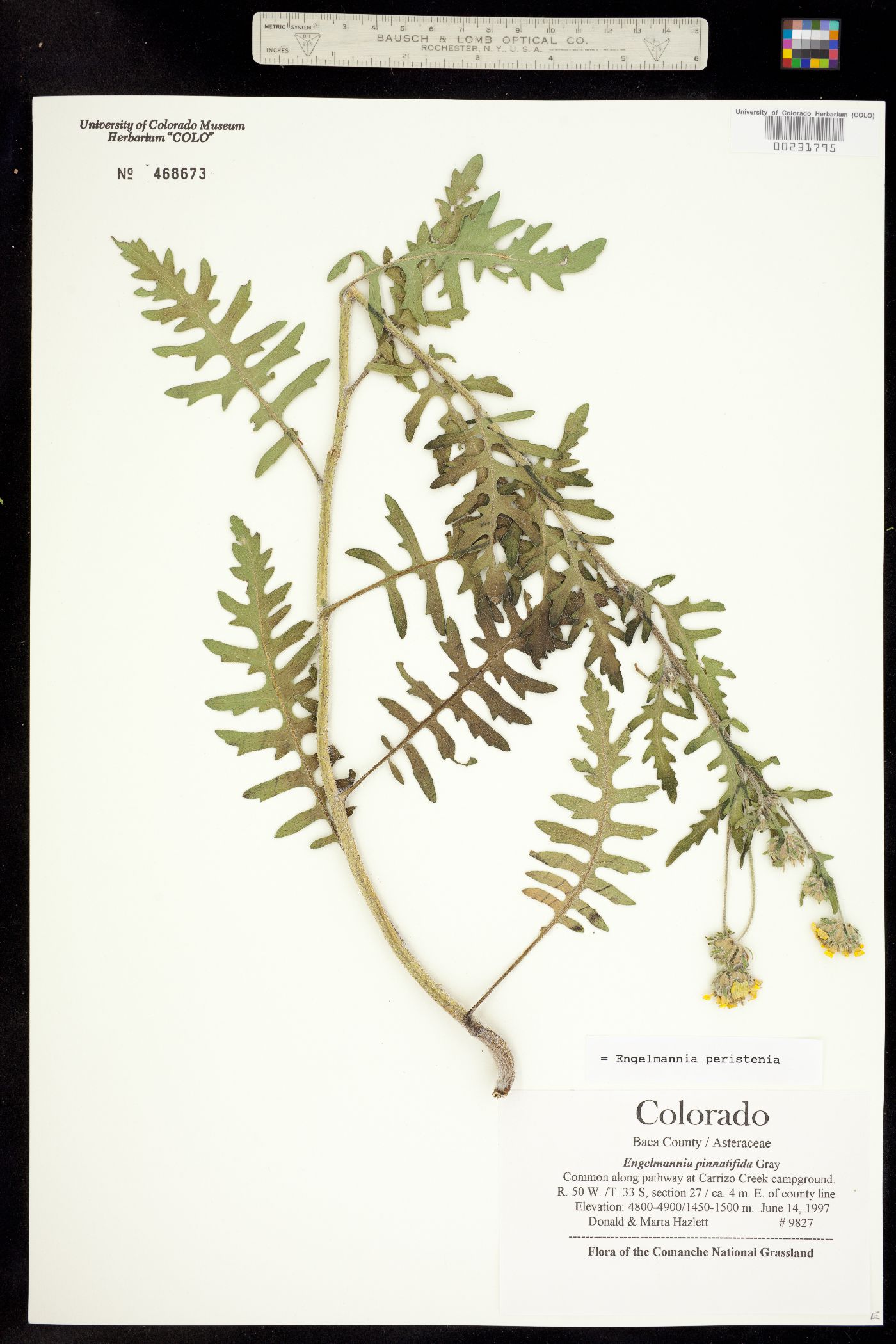 Engelmannia peristenia image