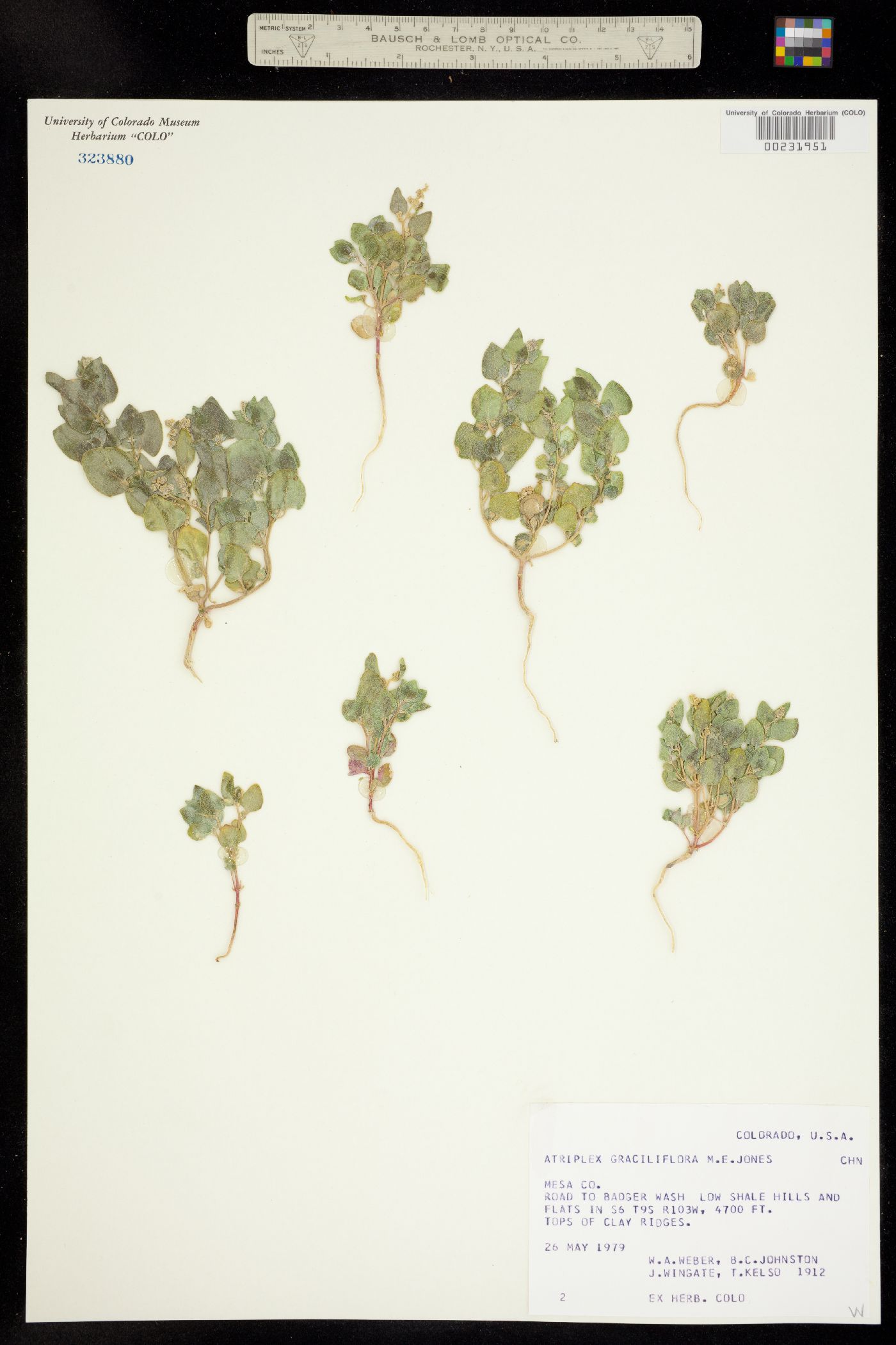 Atriplex graciliflora image