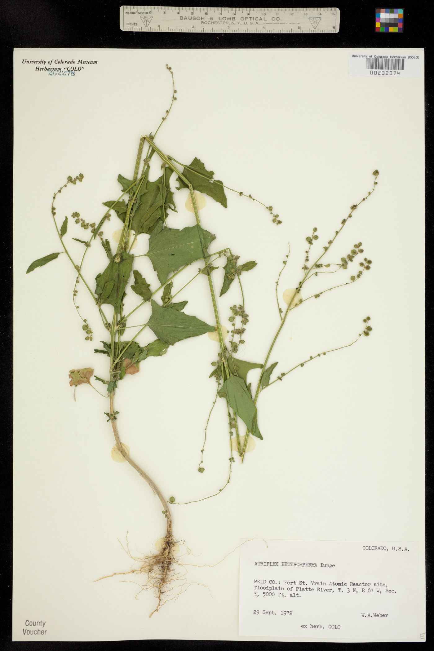 Atriplex heterosperma image