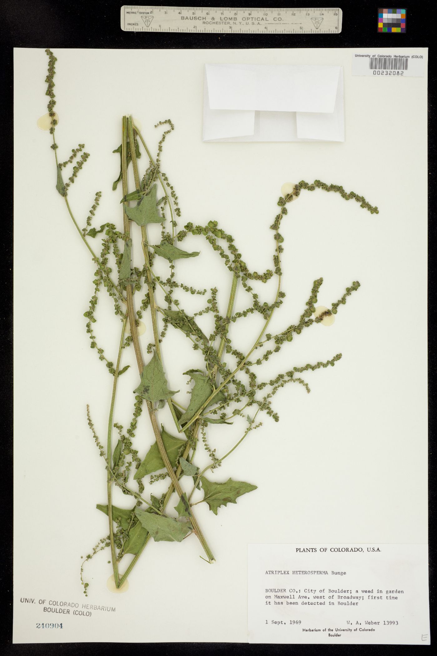 Atriplex heterosperma image