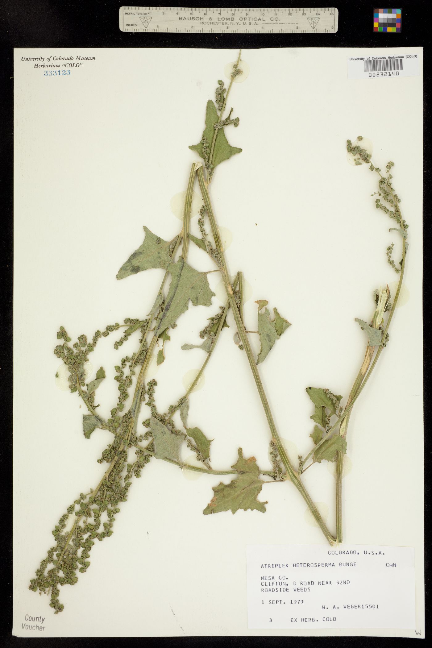 Atriplex micrantha image