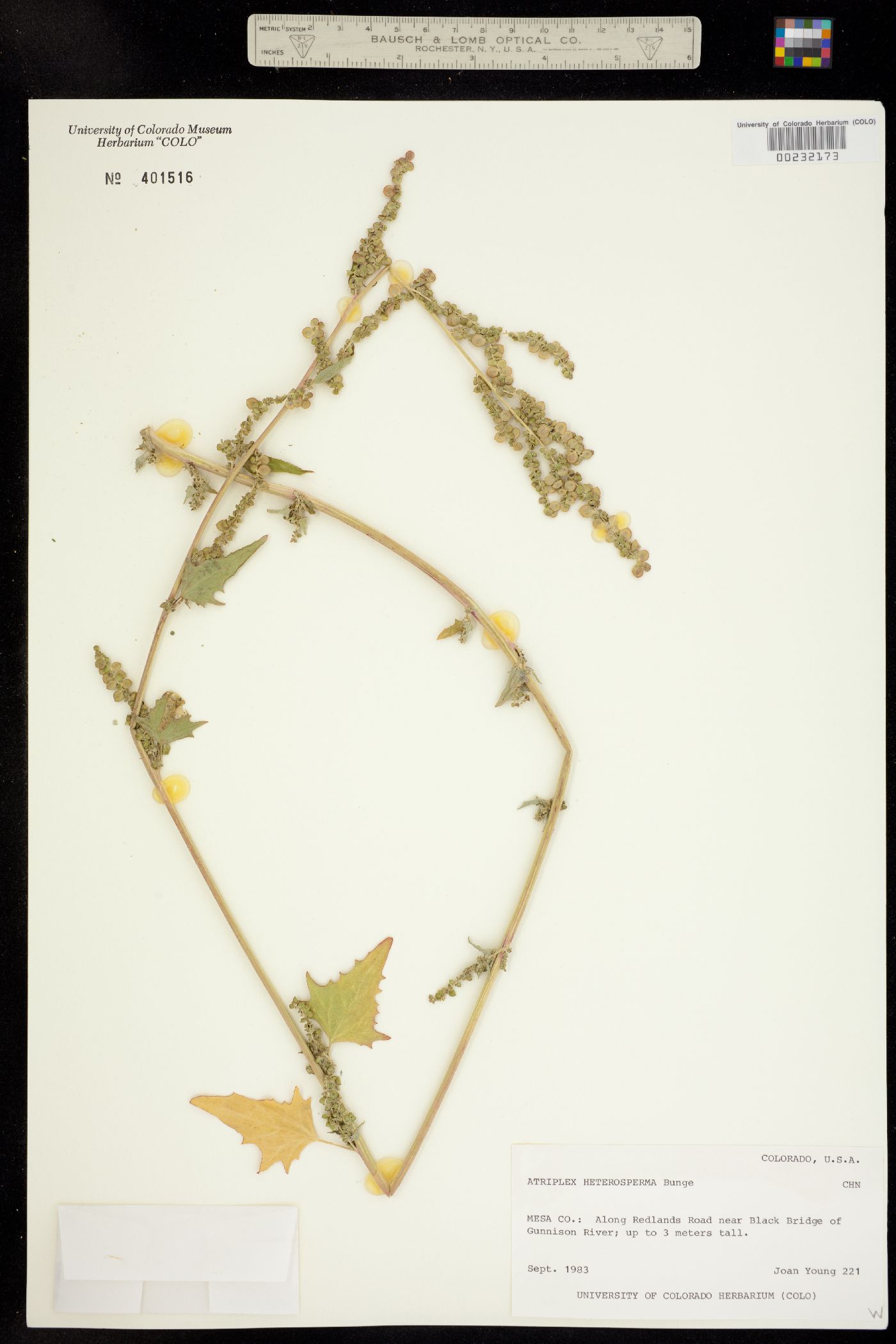 Atriplex heterosperma image