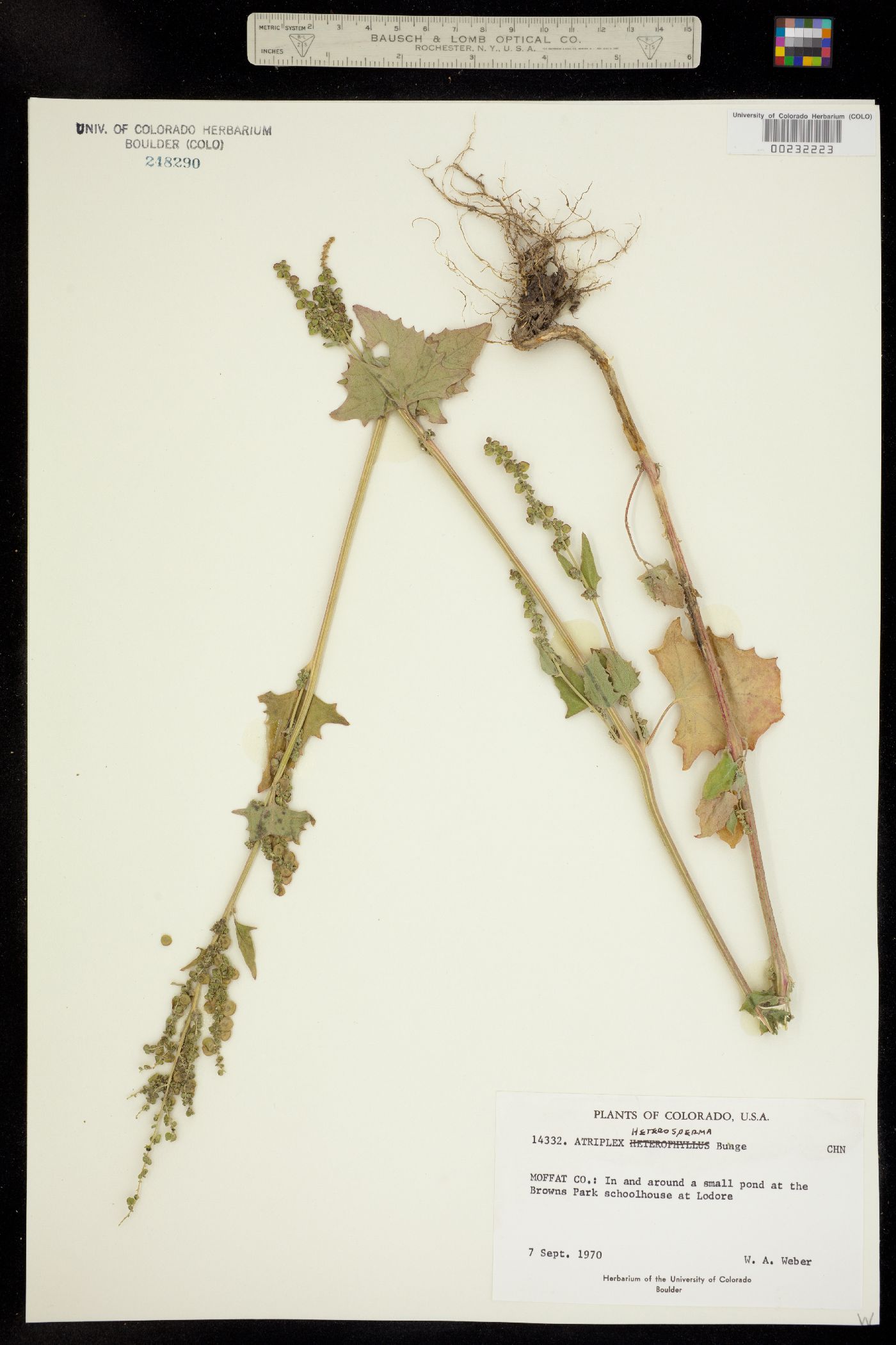 Atriplex micrantha image