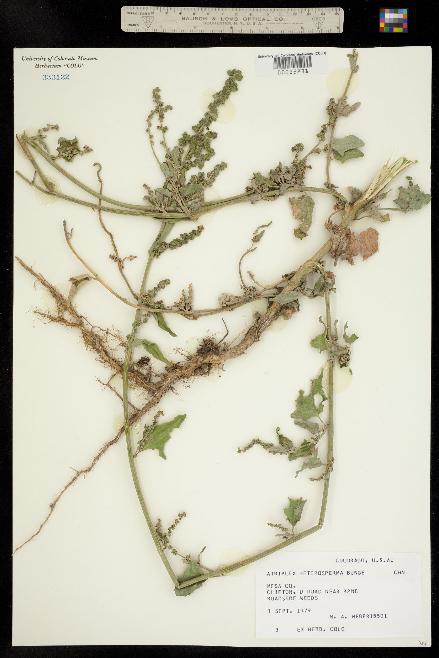 Atriplex heterosperma image