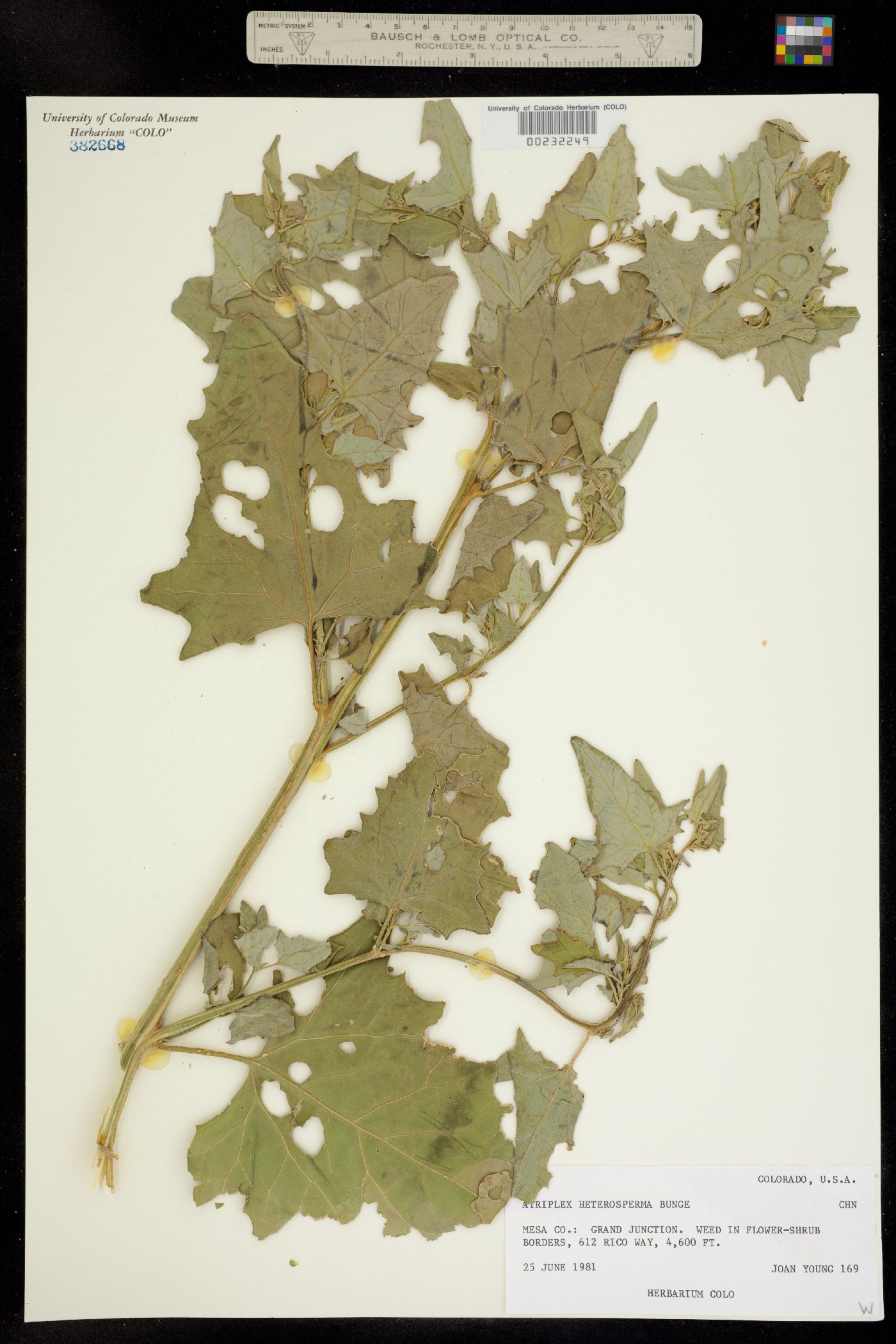 Atriplex micrantha image