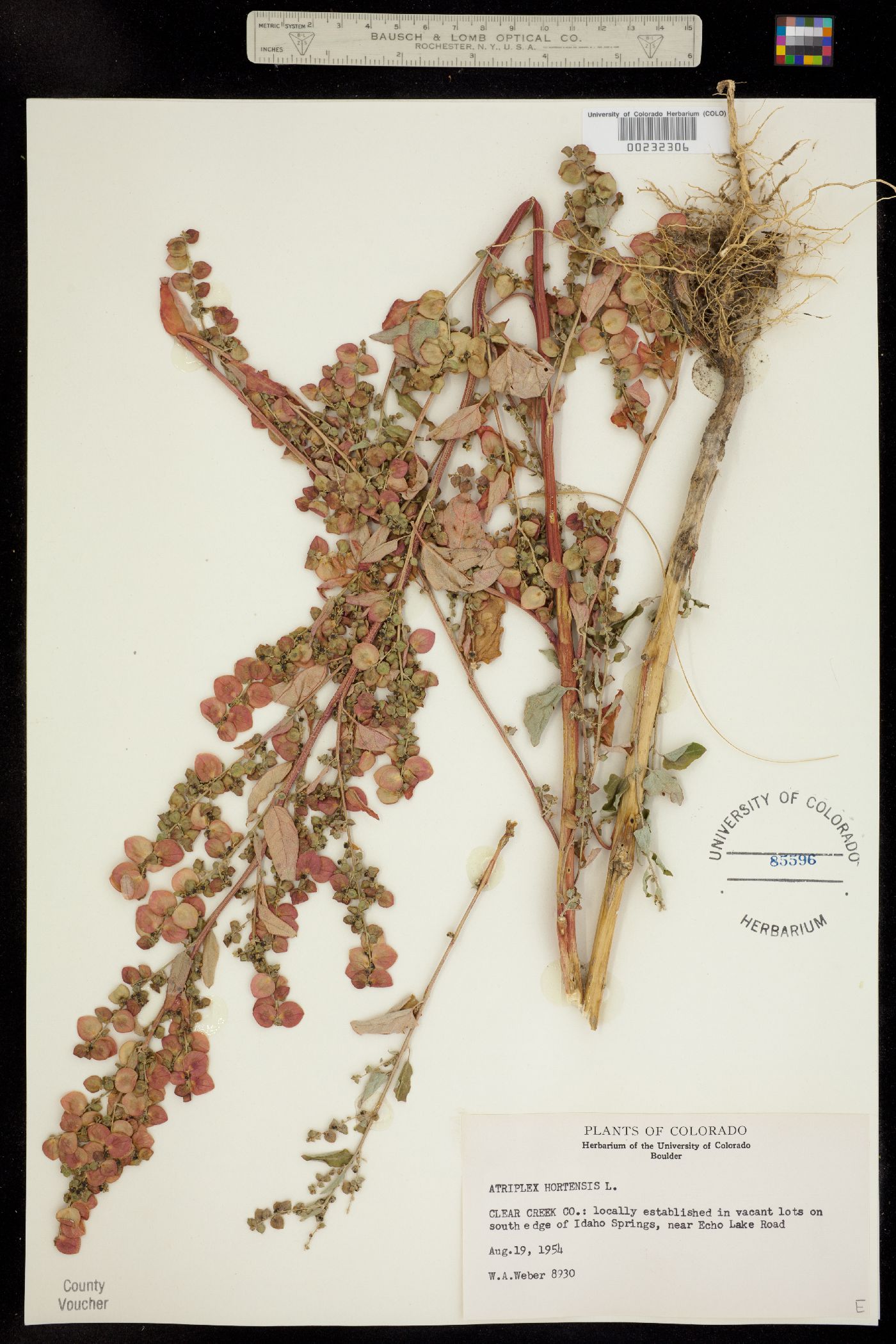 Atriplex hortensis image