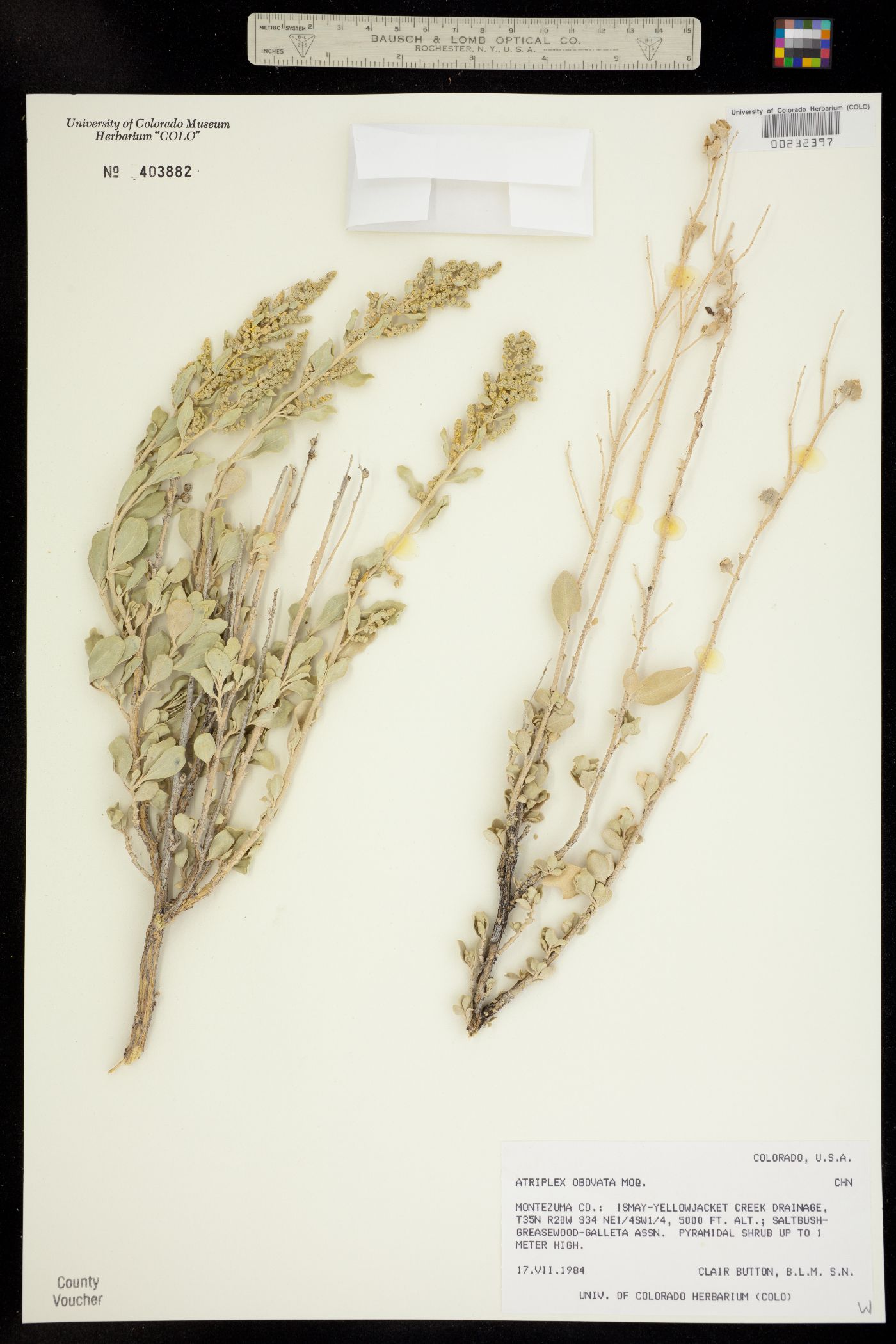 Atriplex obovata image