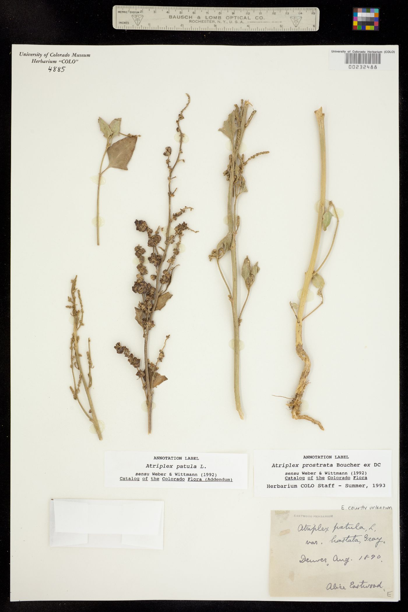 Atriplex patula image