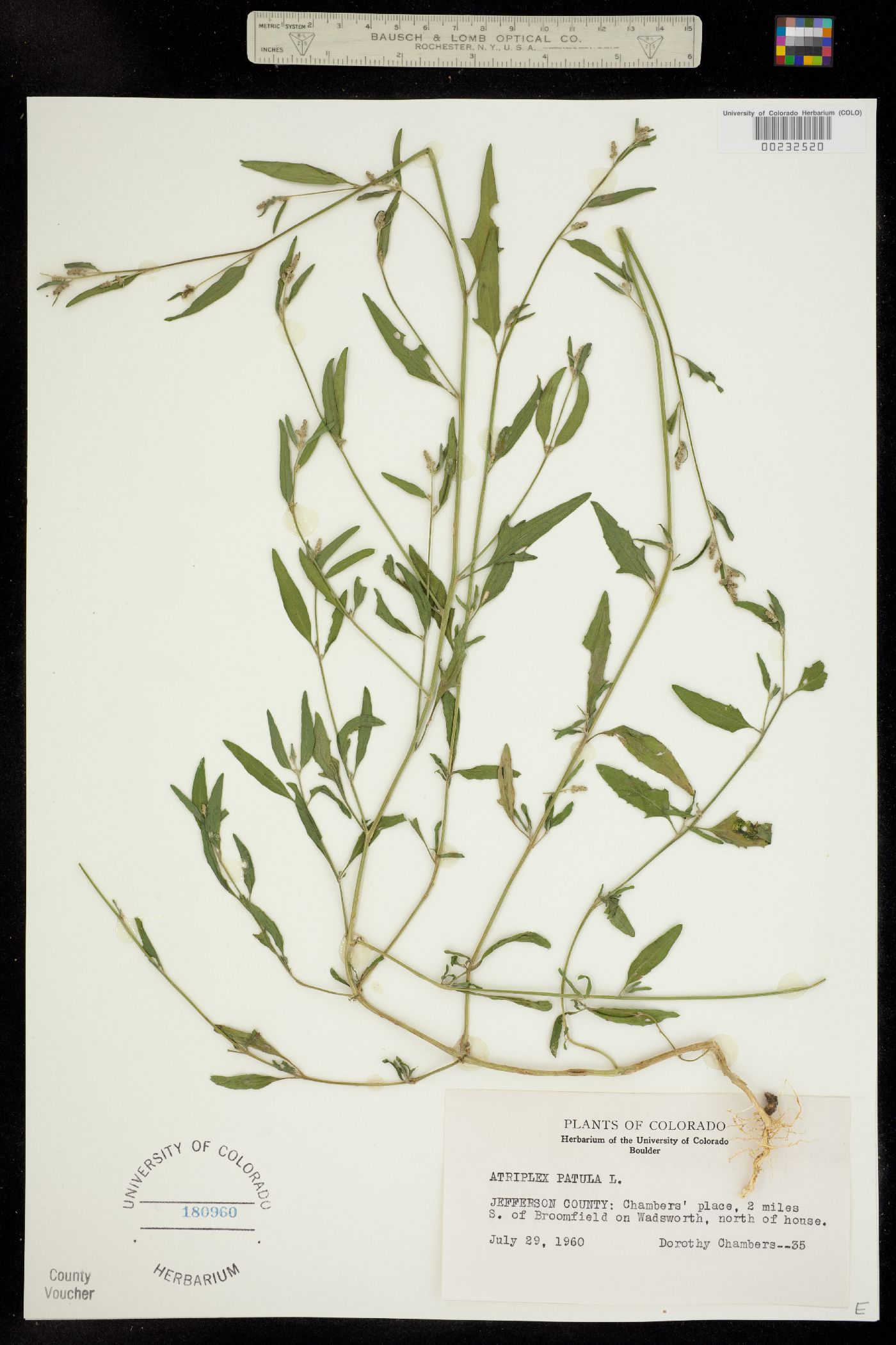 Atriplex patula image