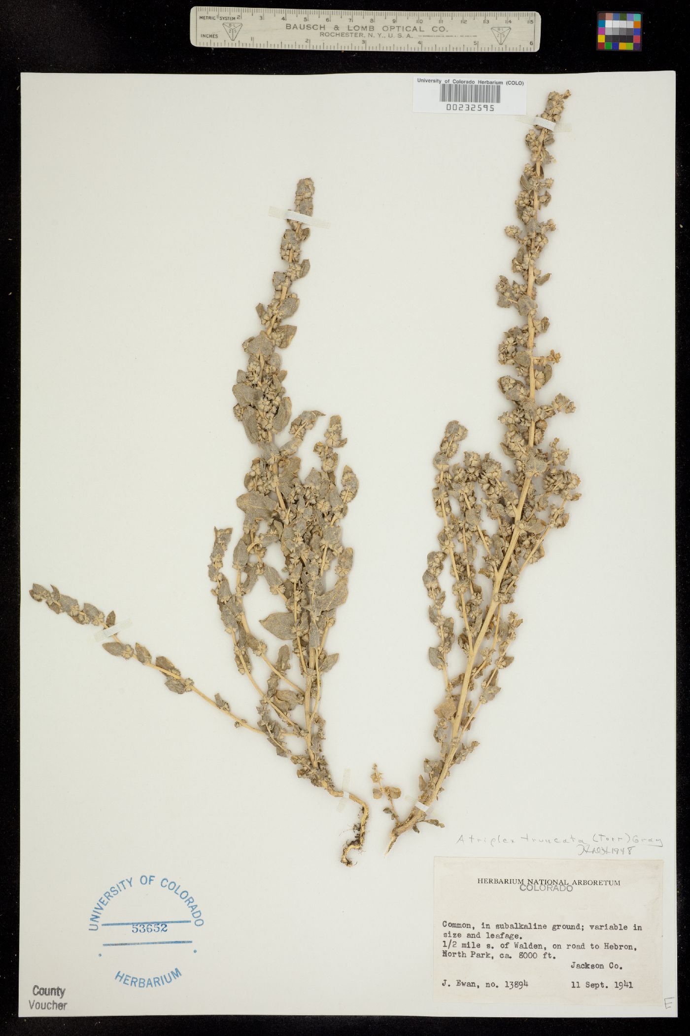 Atriplex truncata image