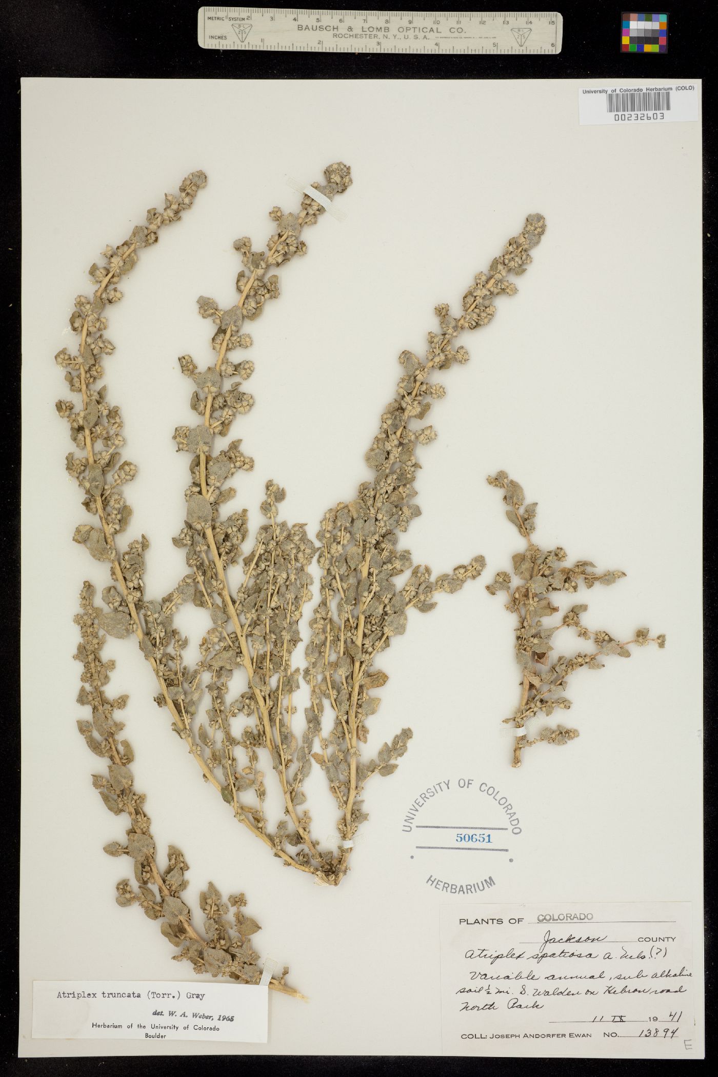 Atriplex truncata image