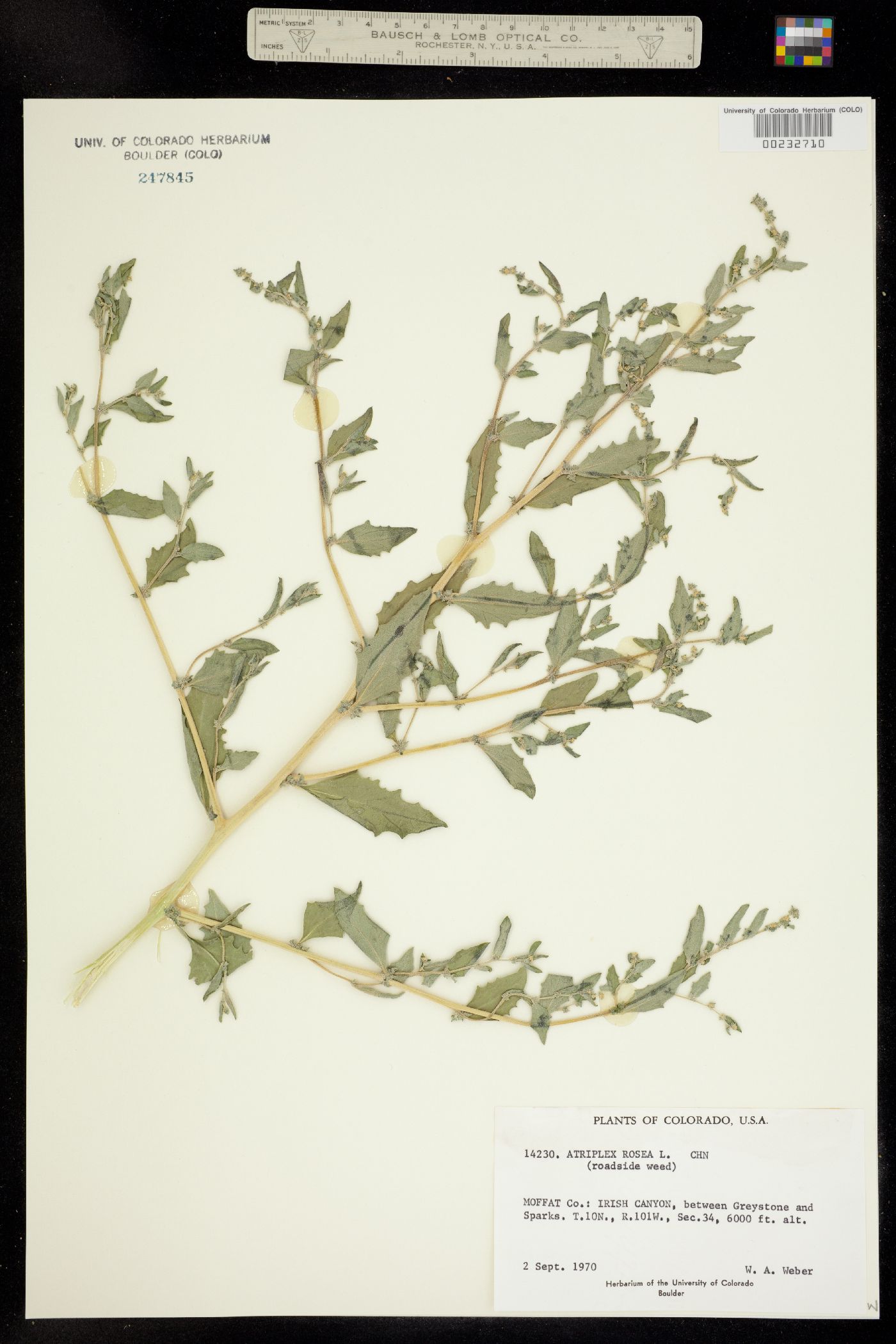 Atriplex rosea image