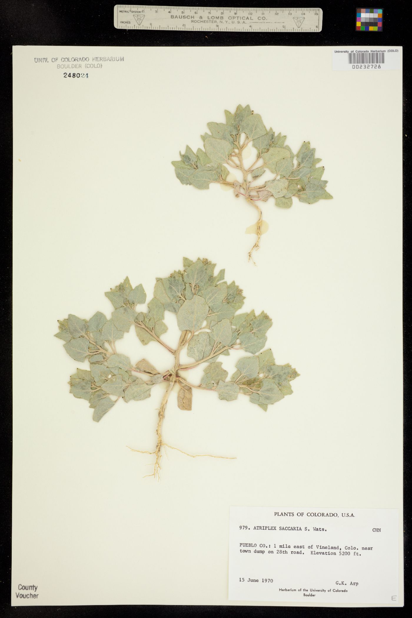 Atriplex saccaria image