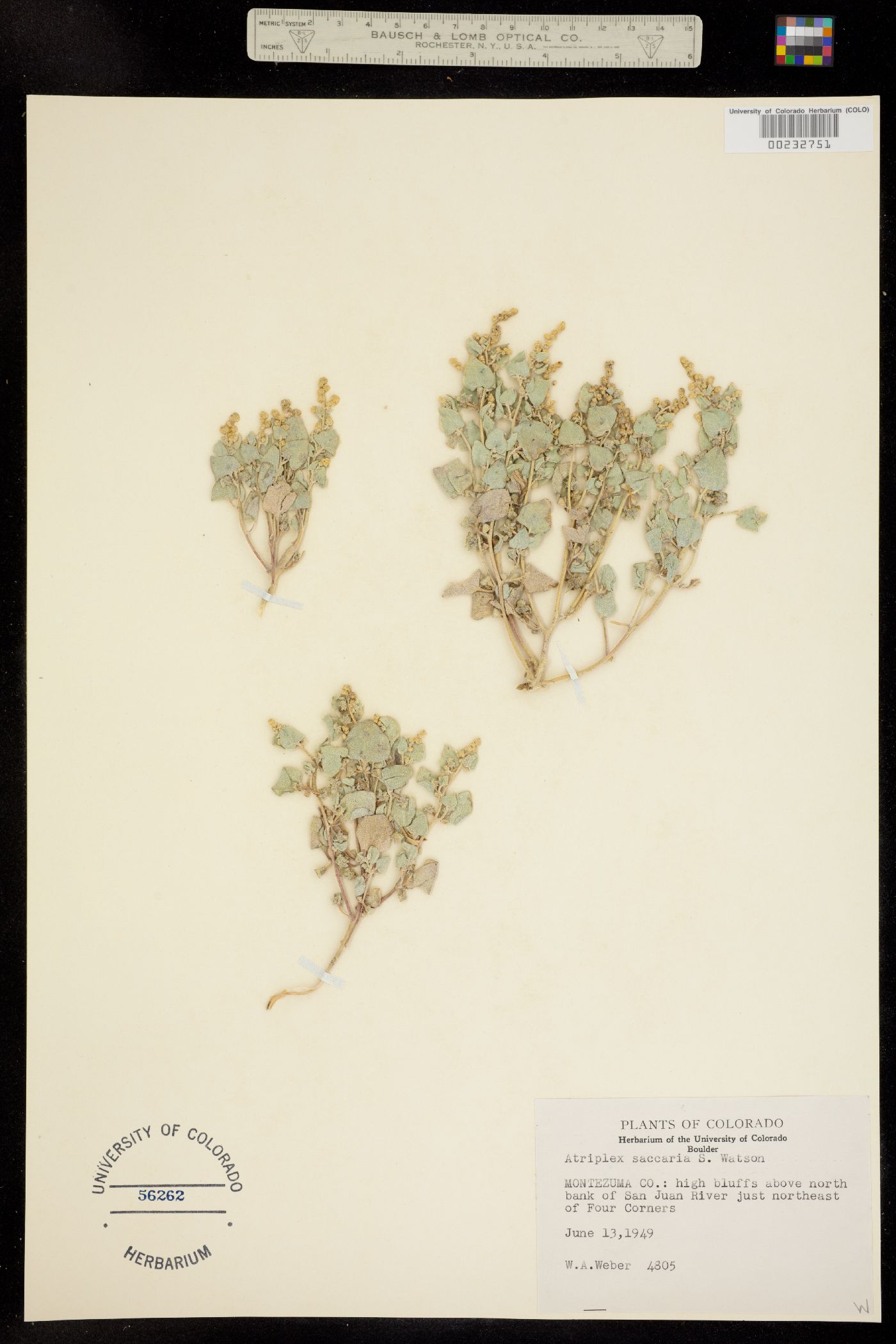 Atriplex saccaria image