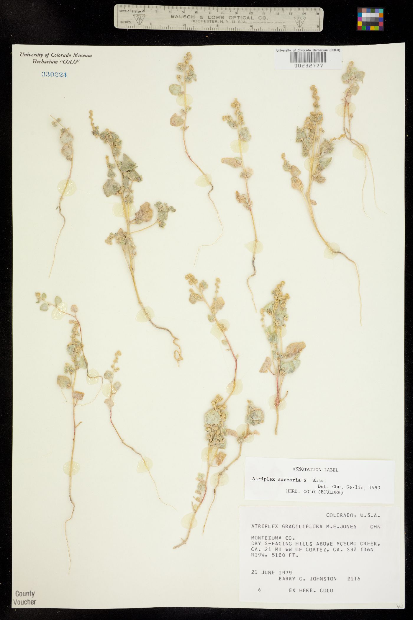 Atriplex saccaria image