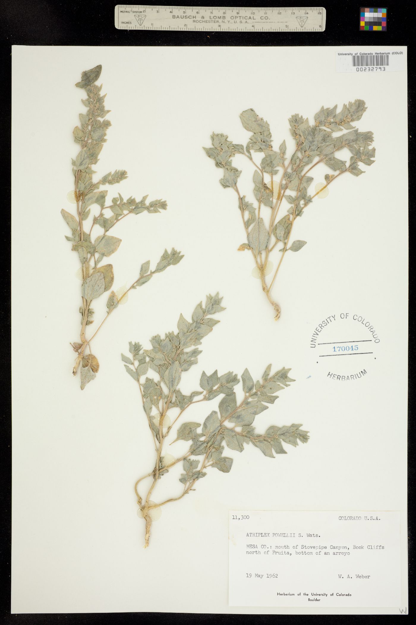 Atriplex powellii image