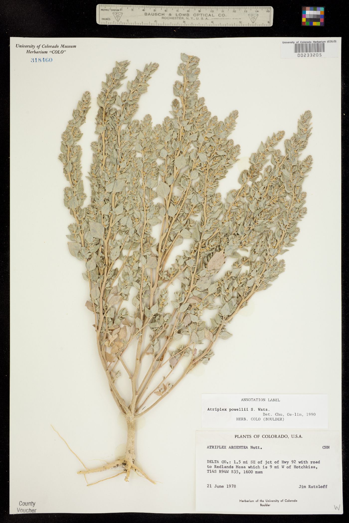 Atriplex powellii image