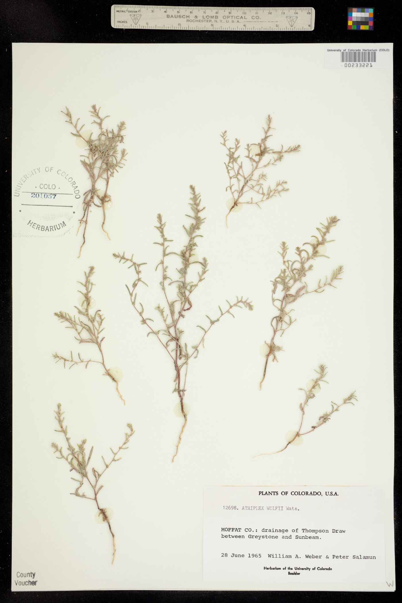 Atriplex wolfii image