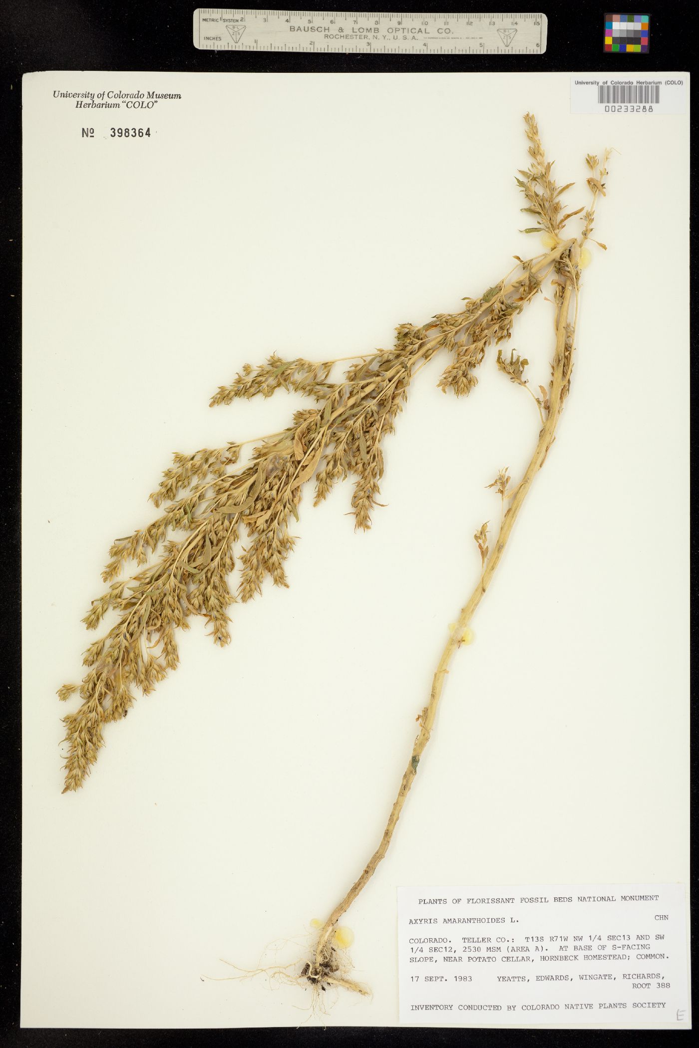 Axyris amaranthoides image