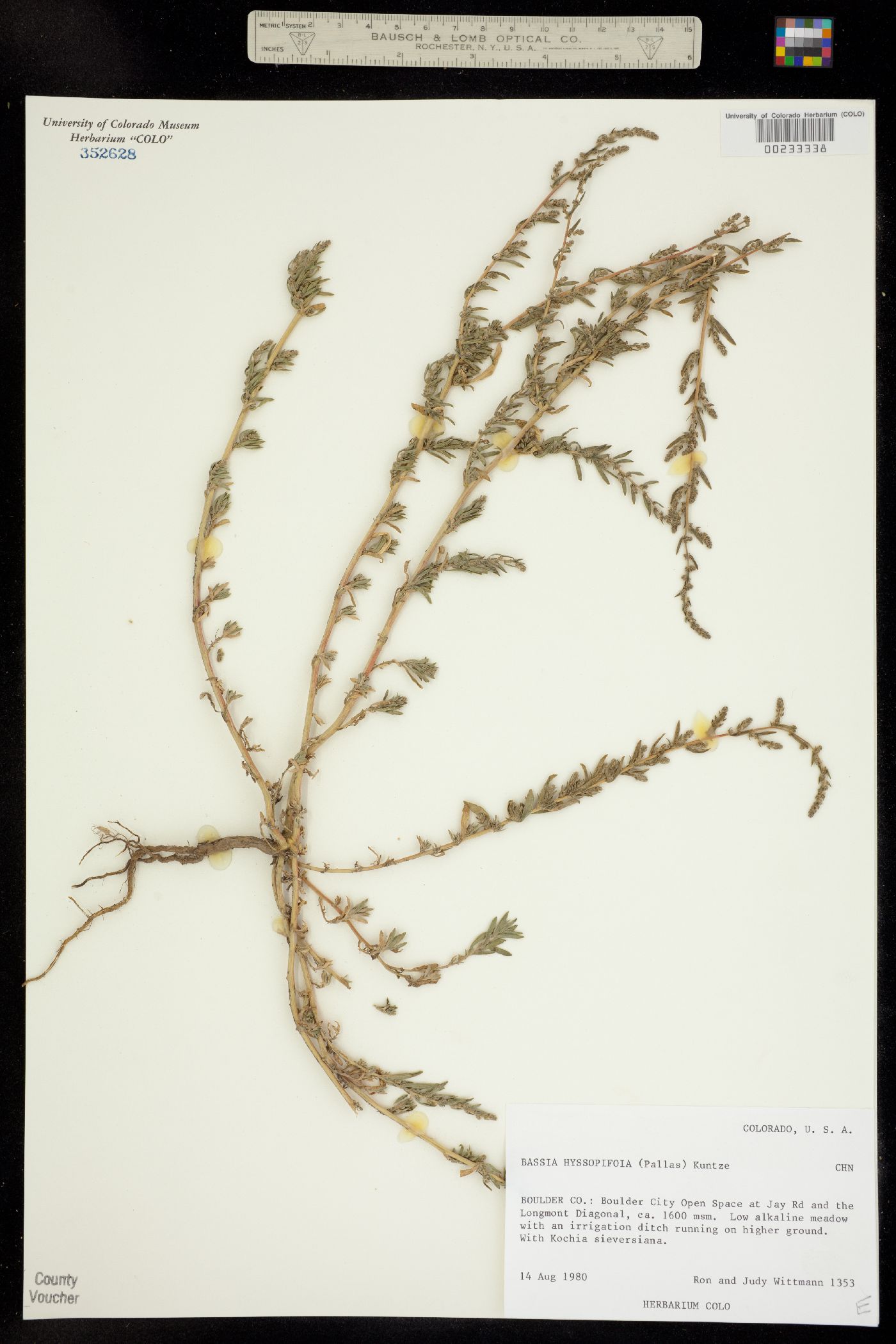 Bassia hyssopifolia image
