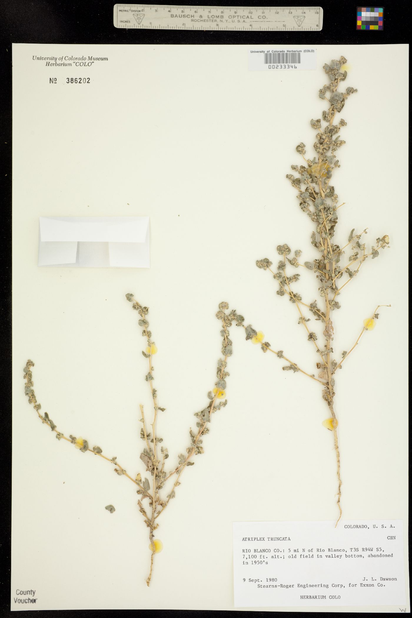 Atriplex truncata image