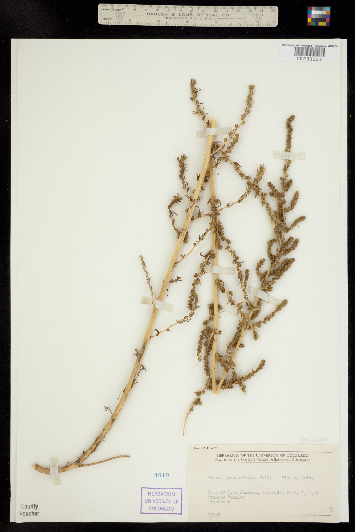 Bassia hyssopifolia image